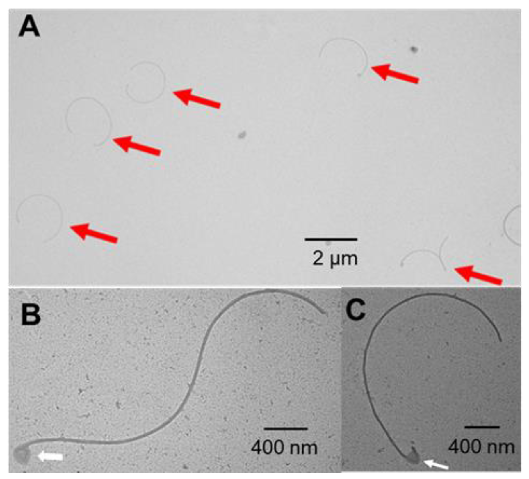 Microorganisms 13 02103 g005 Microorganisms 13 02103 g005