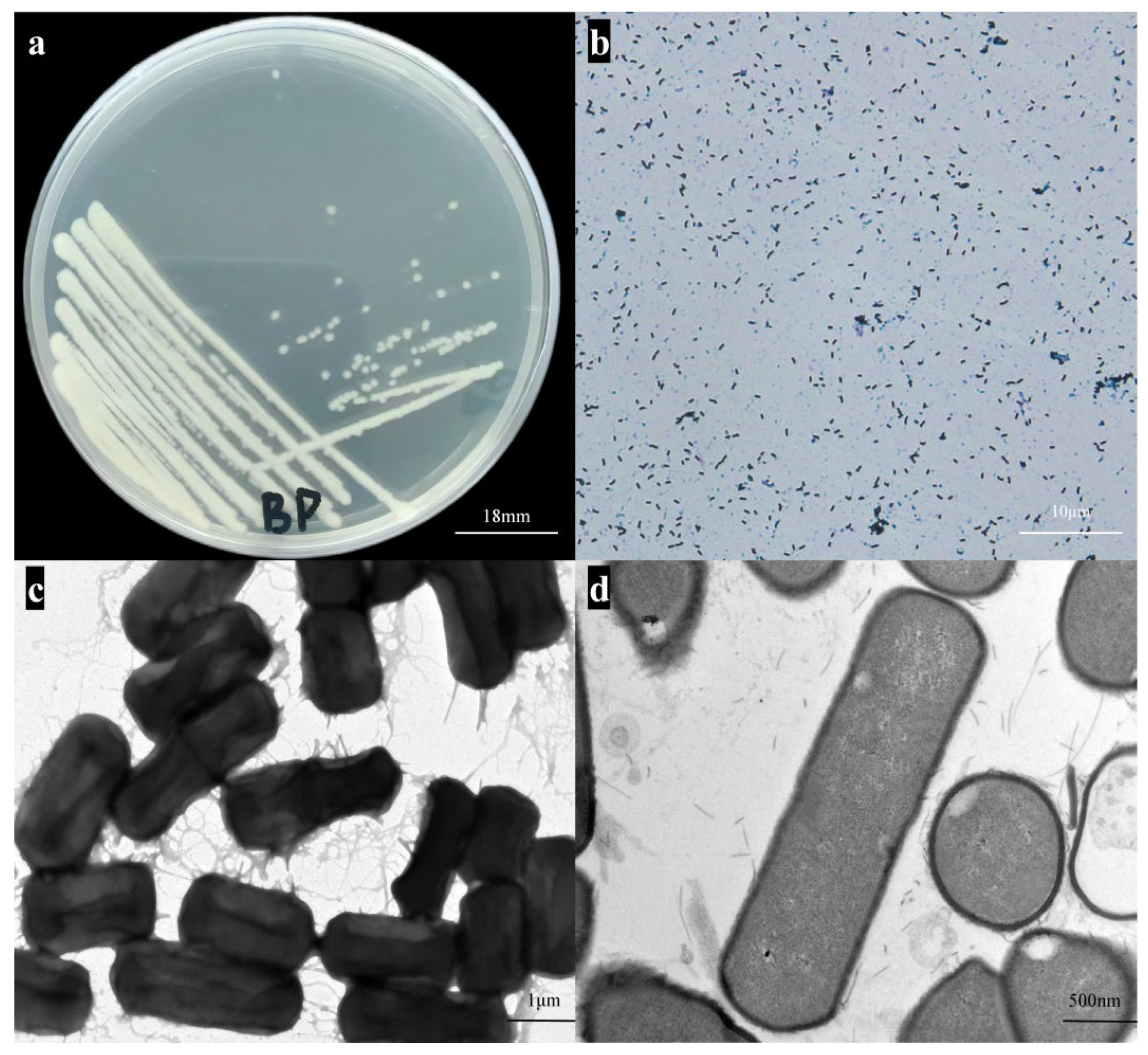 Microorganisms 13 02106 g001 Microorganisms 13 02106 g001
