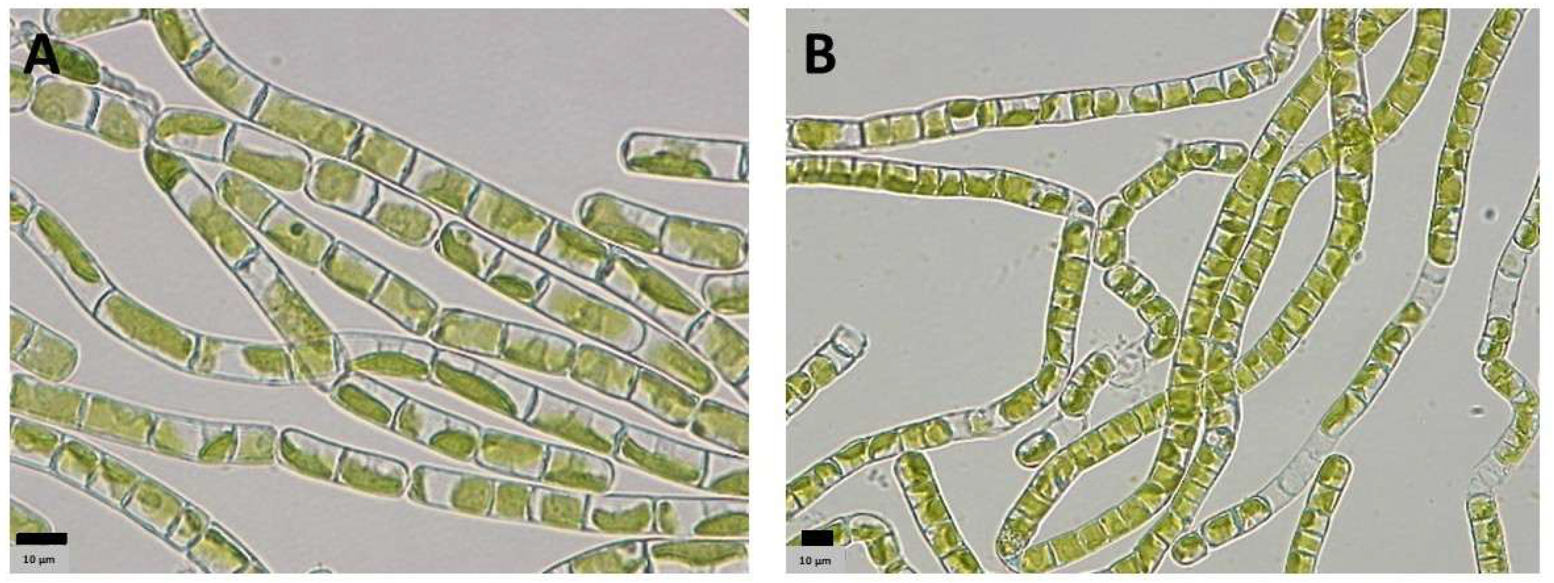 Microorganisms 13 02108 g003 Microorganisms 13 02108 g003