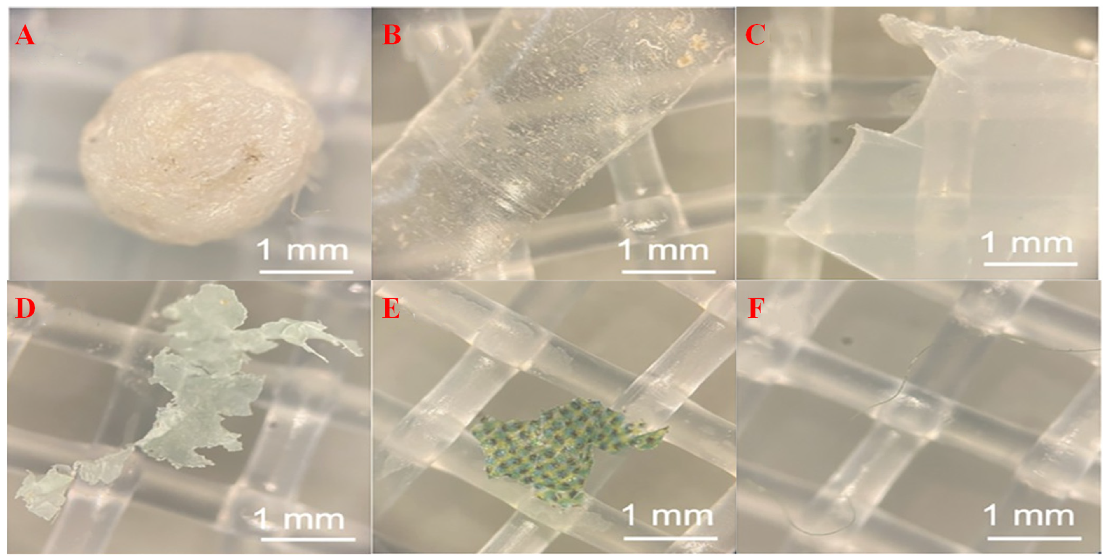 Microorganisms 13 02118 g003 Microorganisms 13 02118 g003