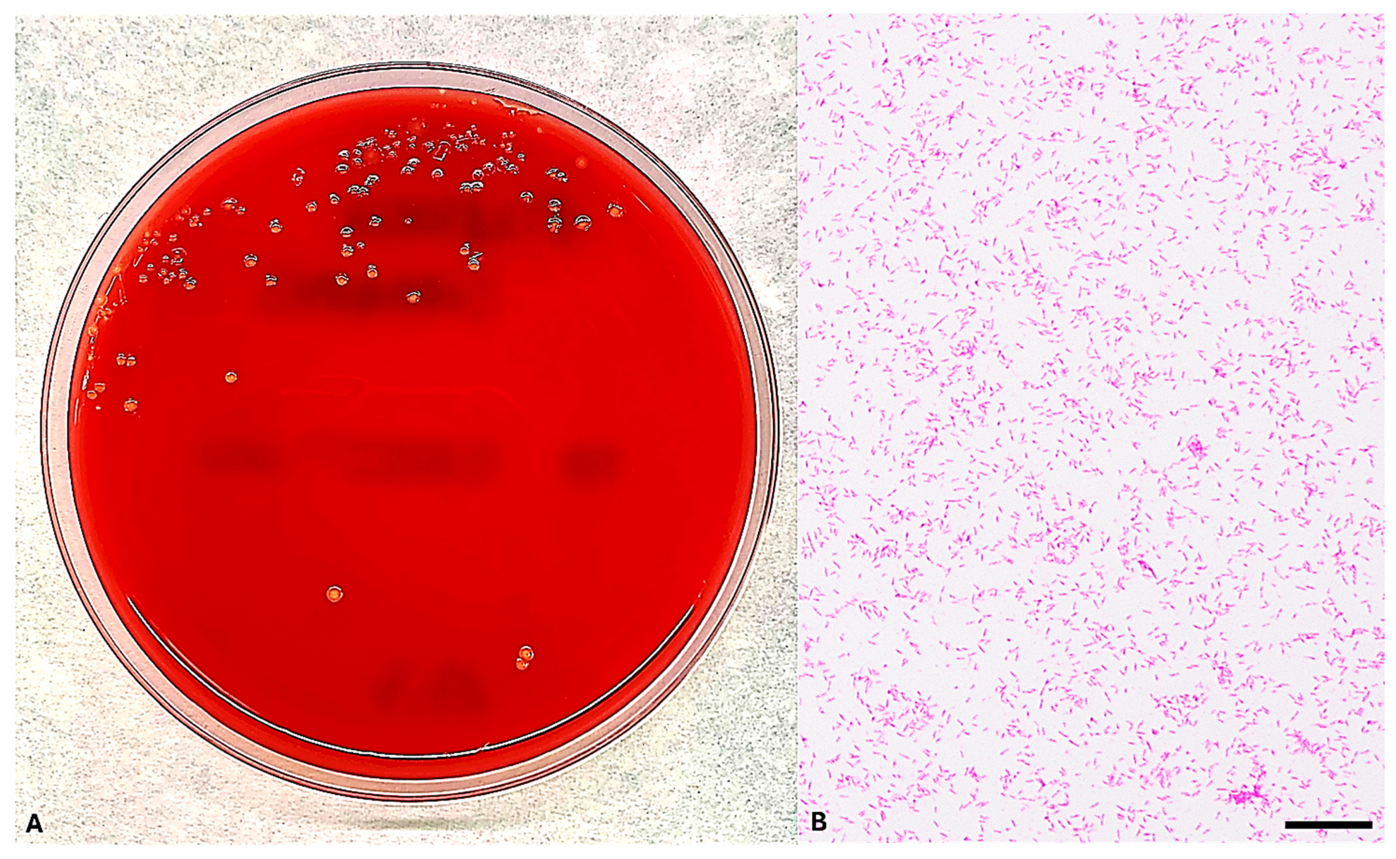Microorganisms 13 02135 g002 Microorganisms 13 02135 g002