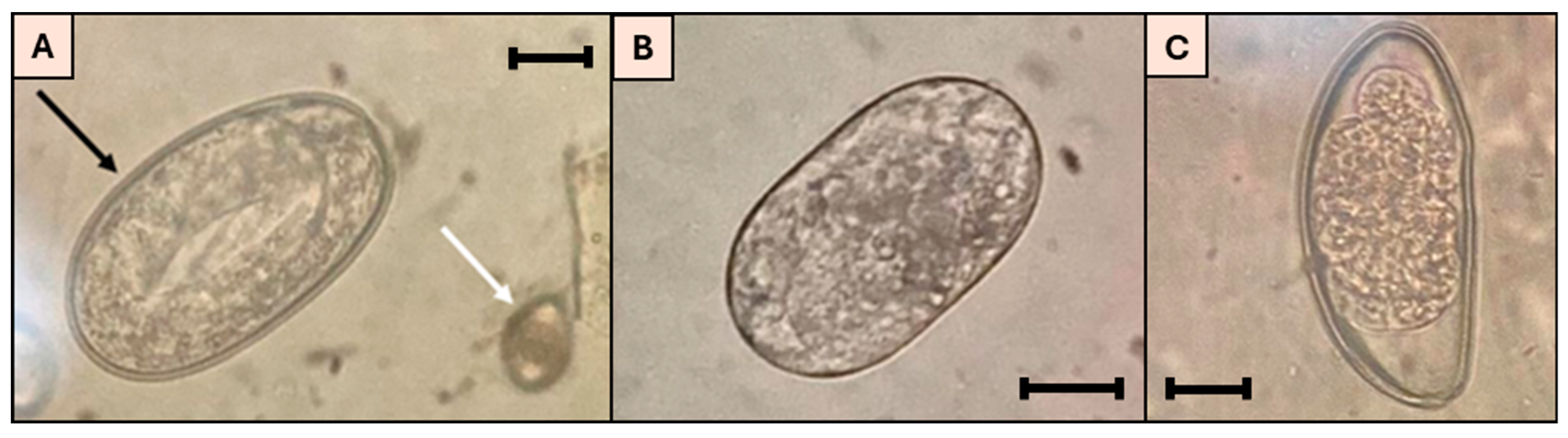 Gastrointestinal Parasites, Ectoparasites, and Fungi in Rabbits ...