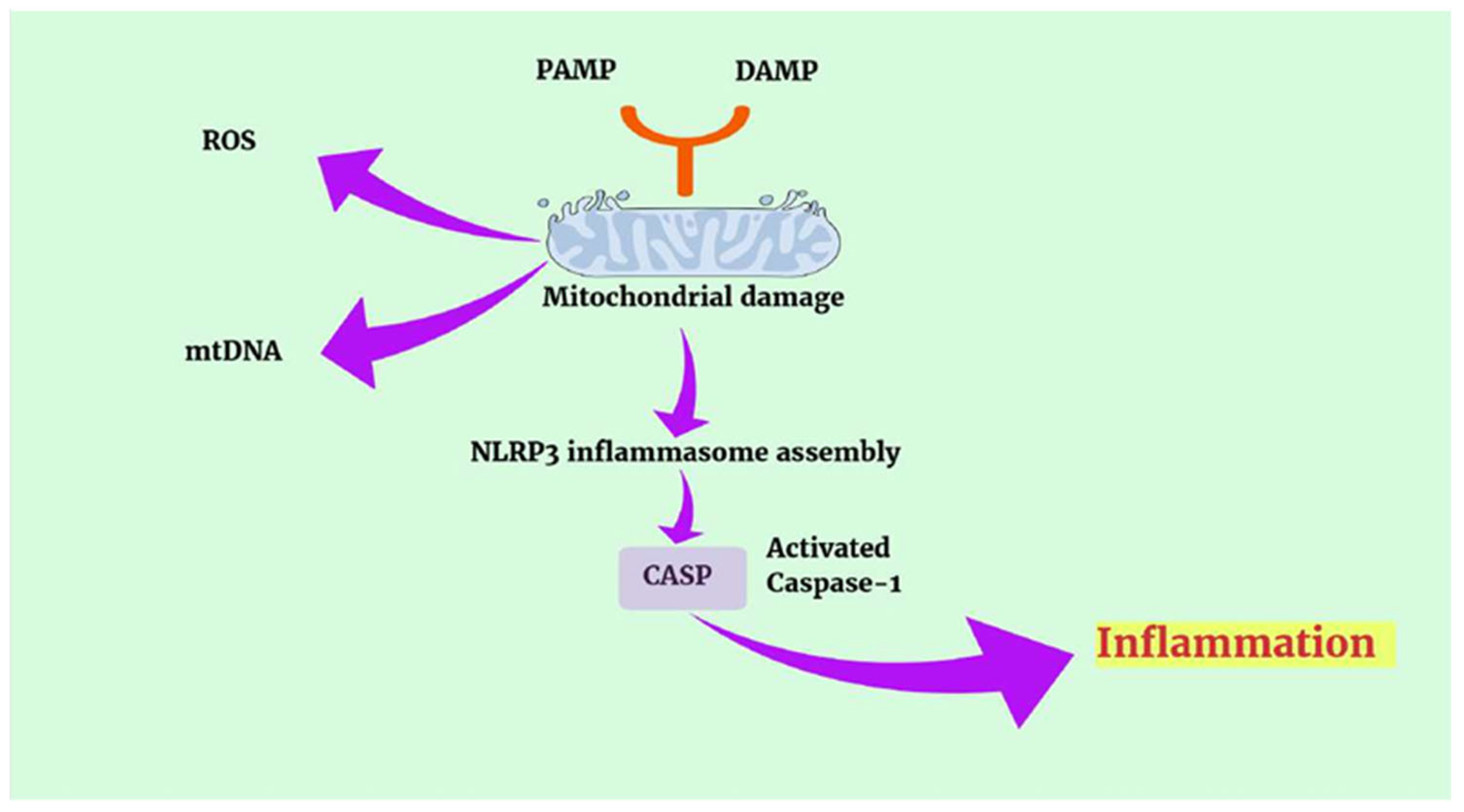 Microorganisms 13 02149 g005 Microorganisms 13 02149 g005