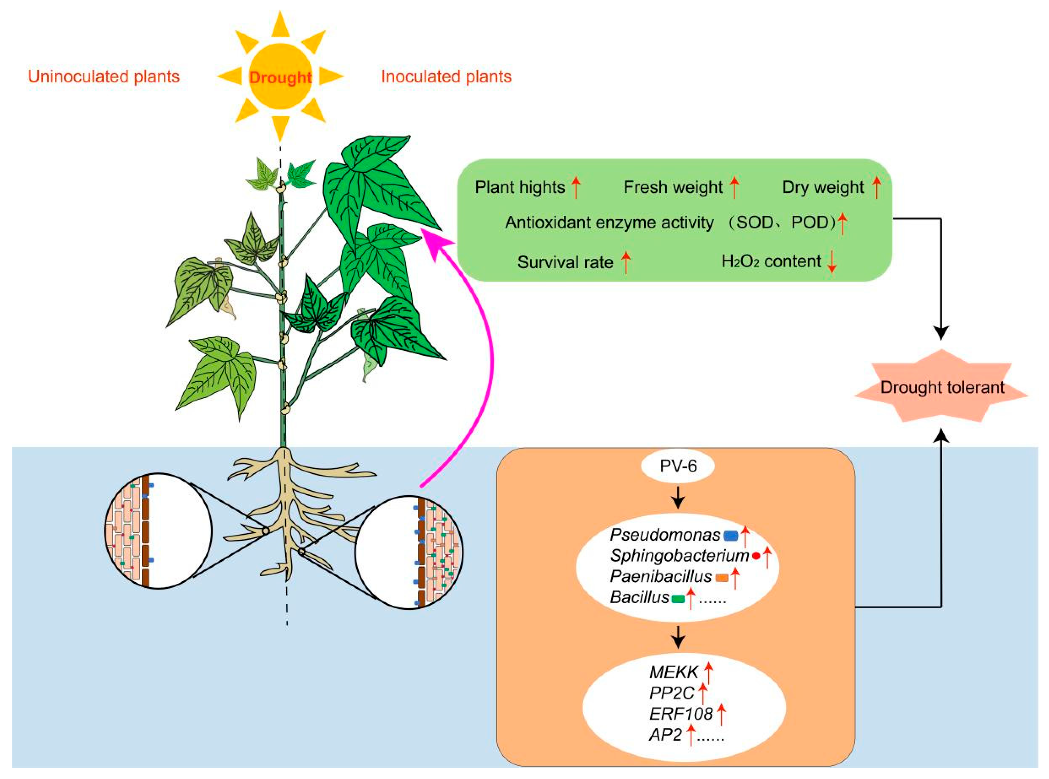 Microorganisms 13 02153 g007