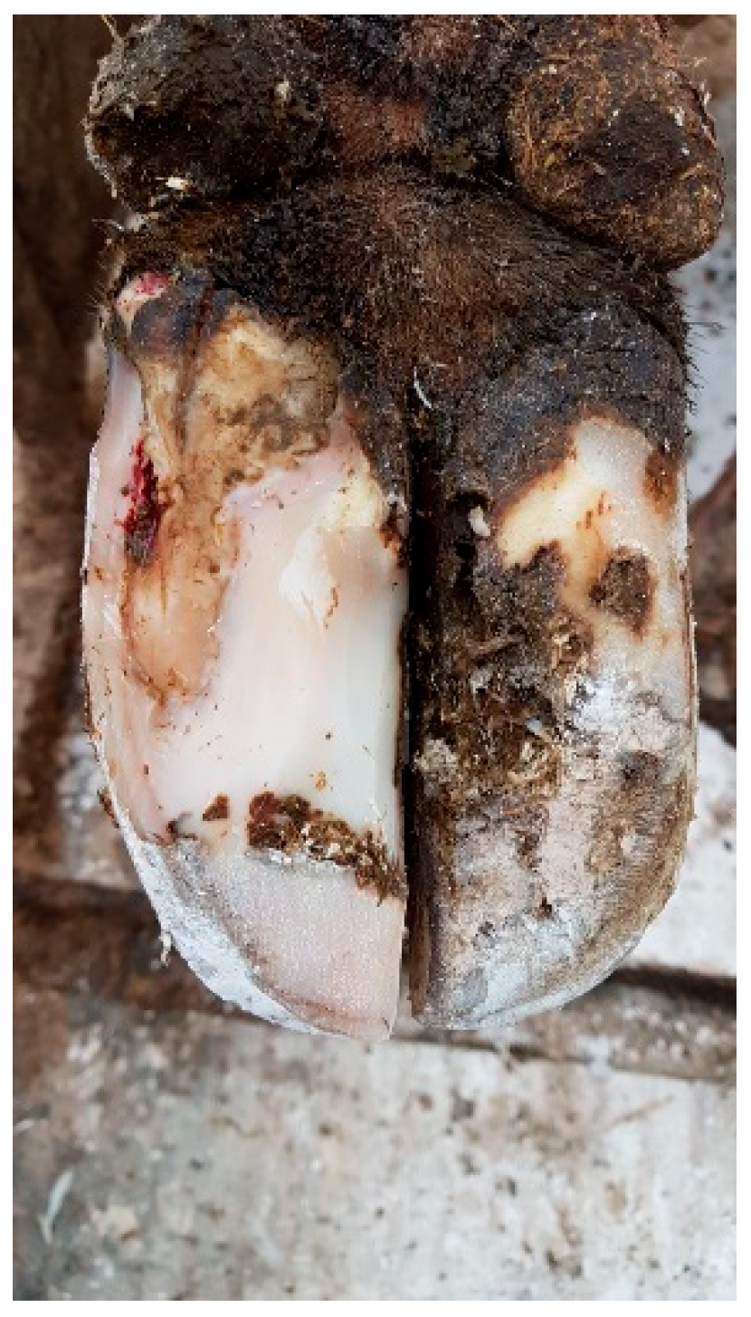 Microorganisms 13 02159 g001