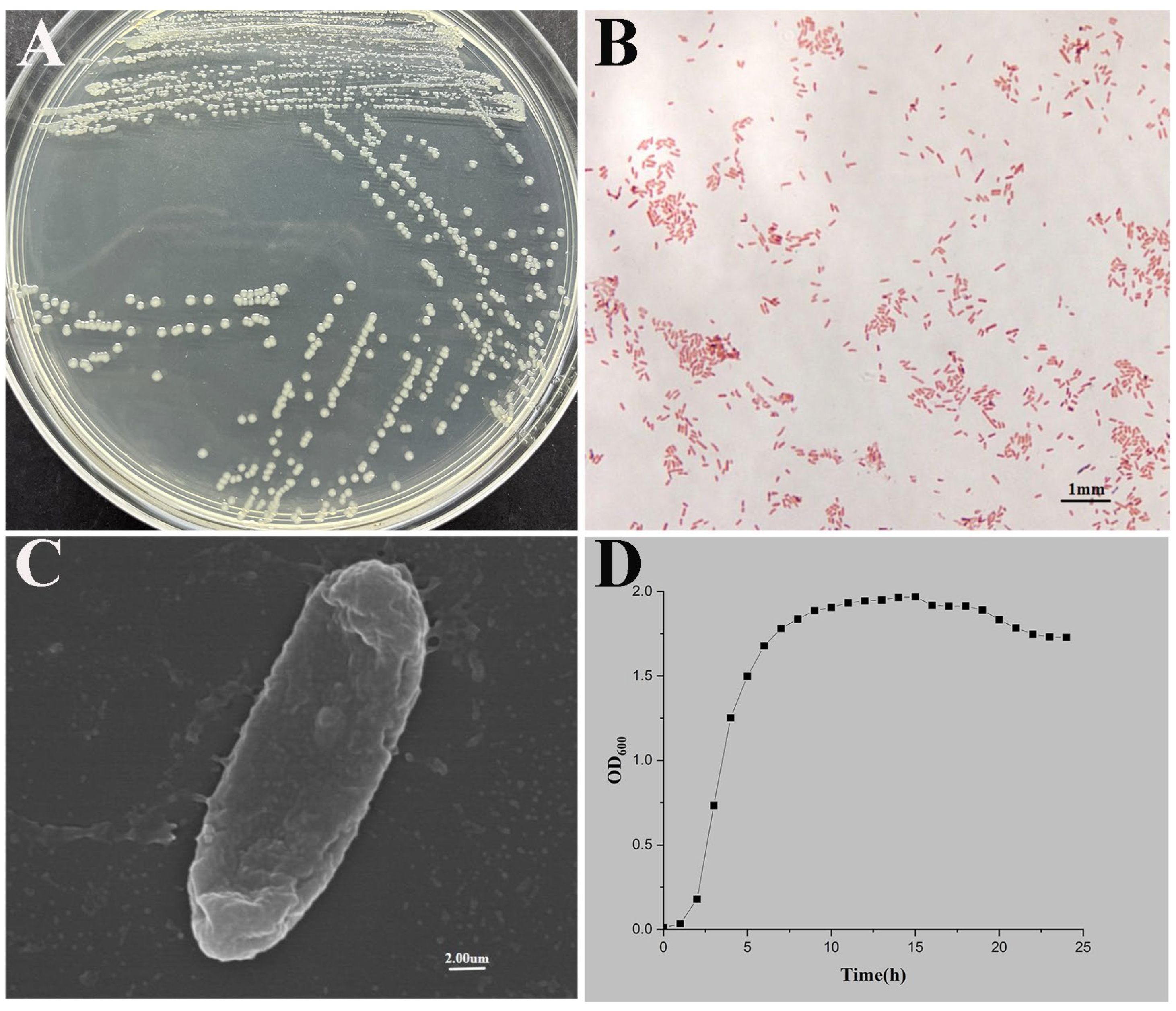 カーズ 互換品】 バイク LED ヘッドライトヘッドランプフロントヘッド