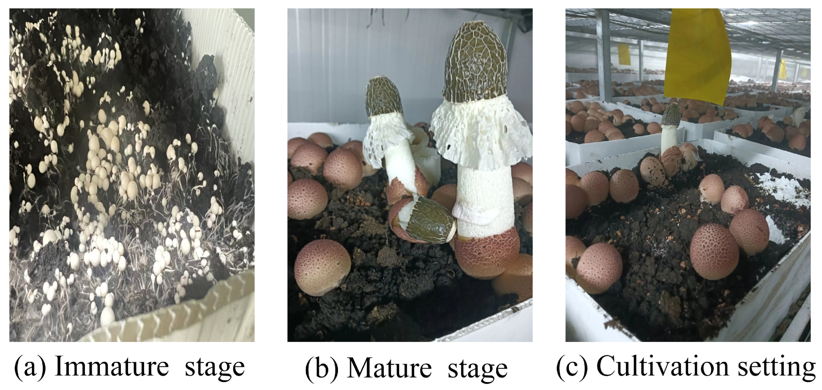 Microorganisms 13 02186 g001 Microorganisms 13 02186 g001