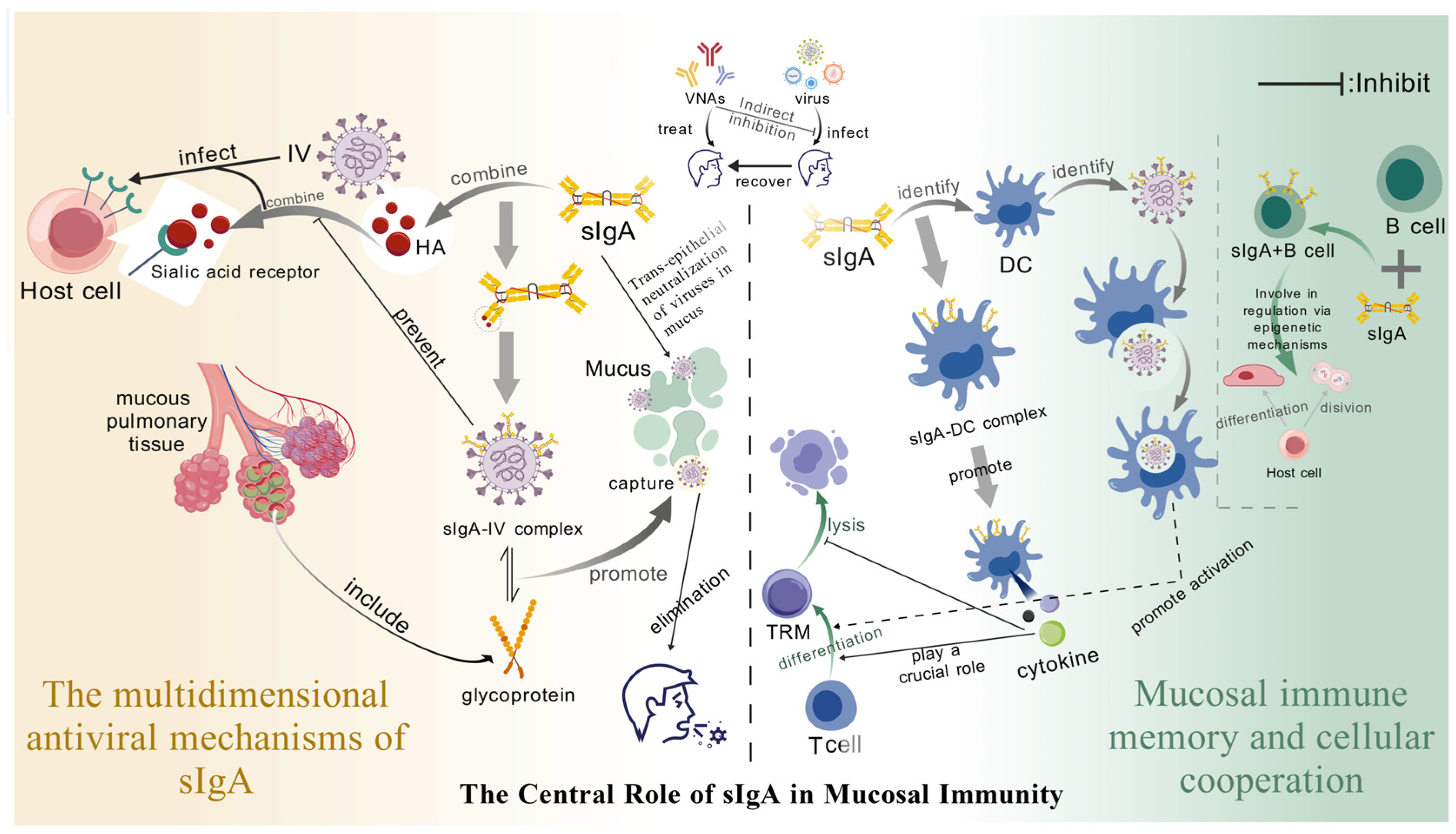 Microorganisms 13 02199 g004 Microorganisms 13 02199 g004