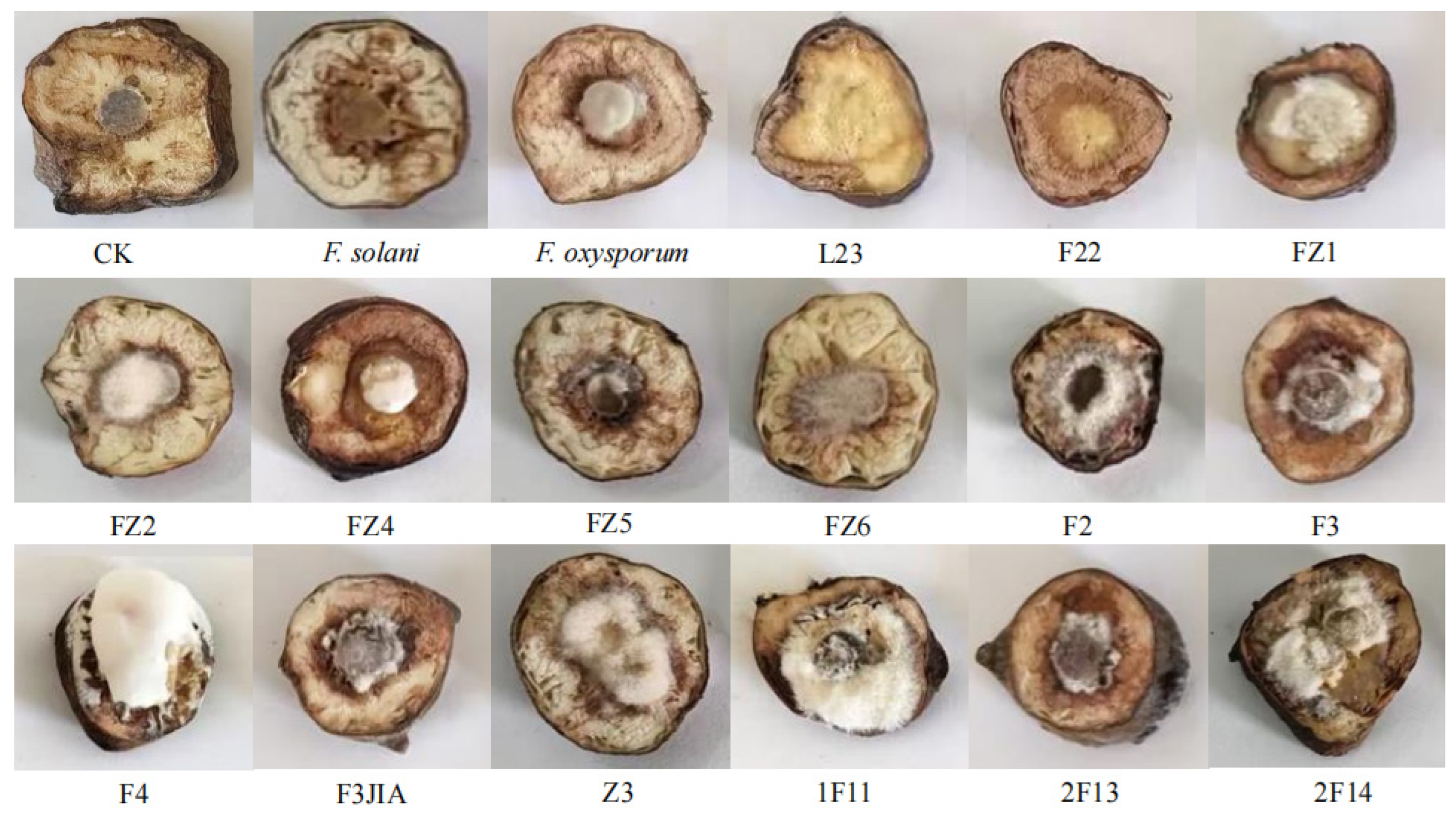 Microorganisms 13 02202 g006 Microorganisms 13 02202 g006