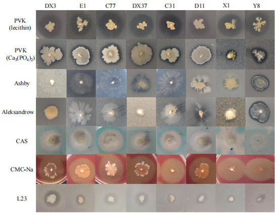 その他 em Pathogen Identification, Antagonistic Microbe Screening, and