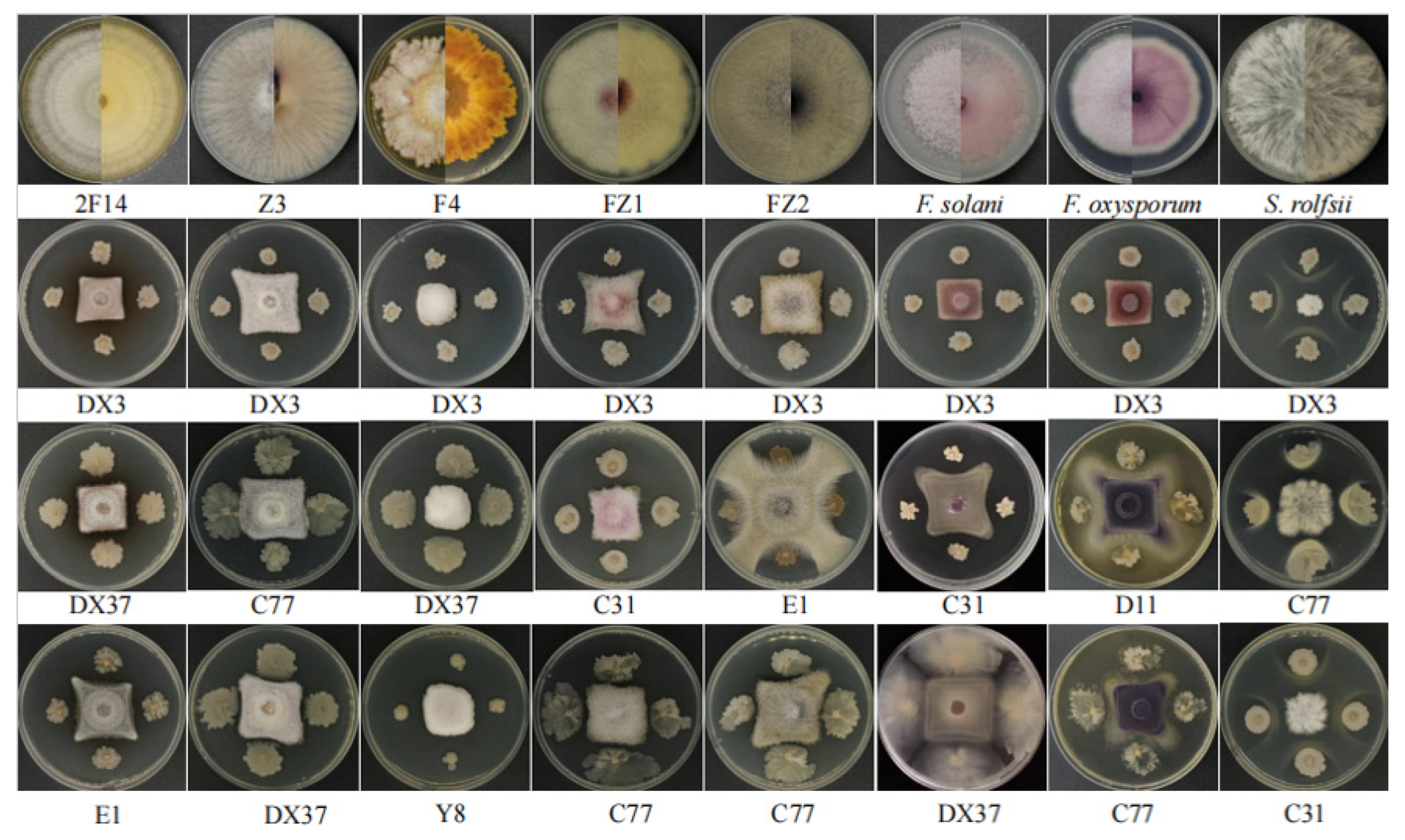 Microorganisms 13 02202 g013 Microorganisms 13 02202 g013