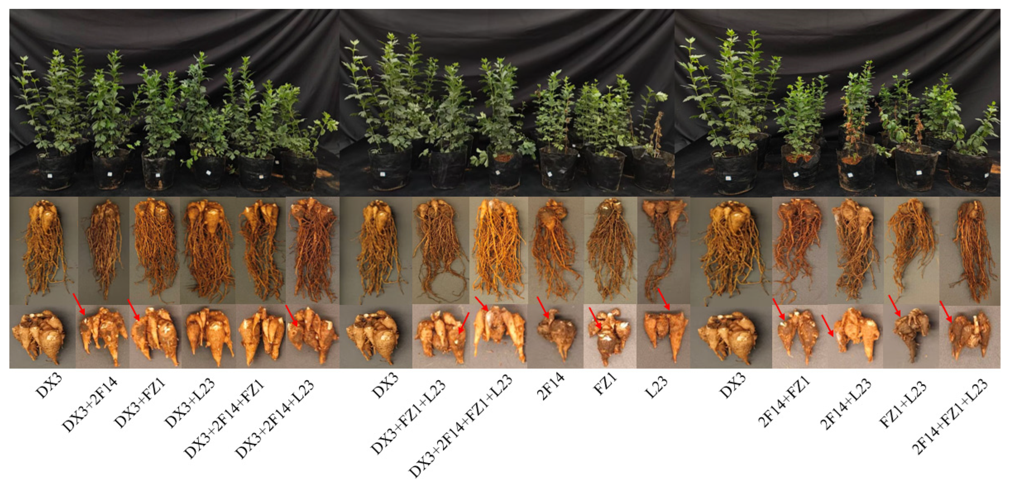 Microorganisms 13 02202 g015 Microorganisms 13 02202 g015