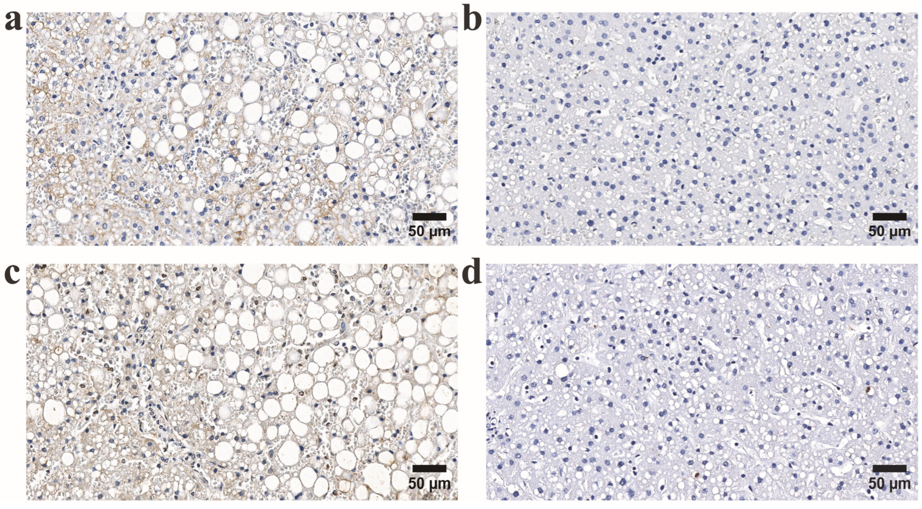 Microorganisms 13 02204 g003 Microorganisms 13 02204 g003