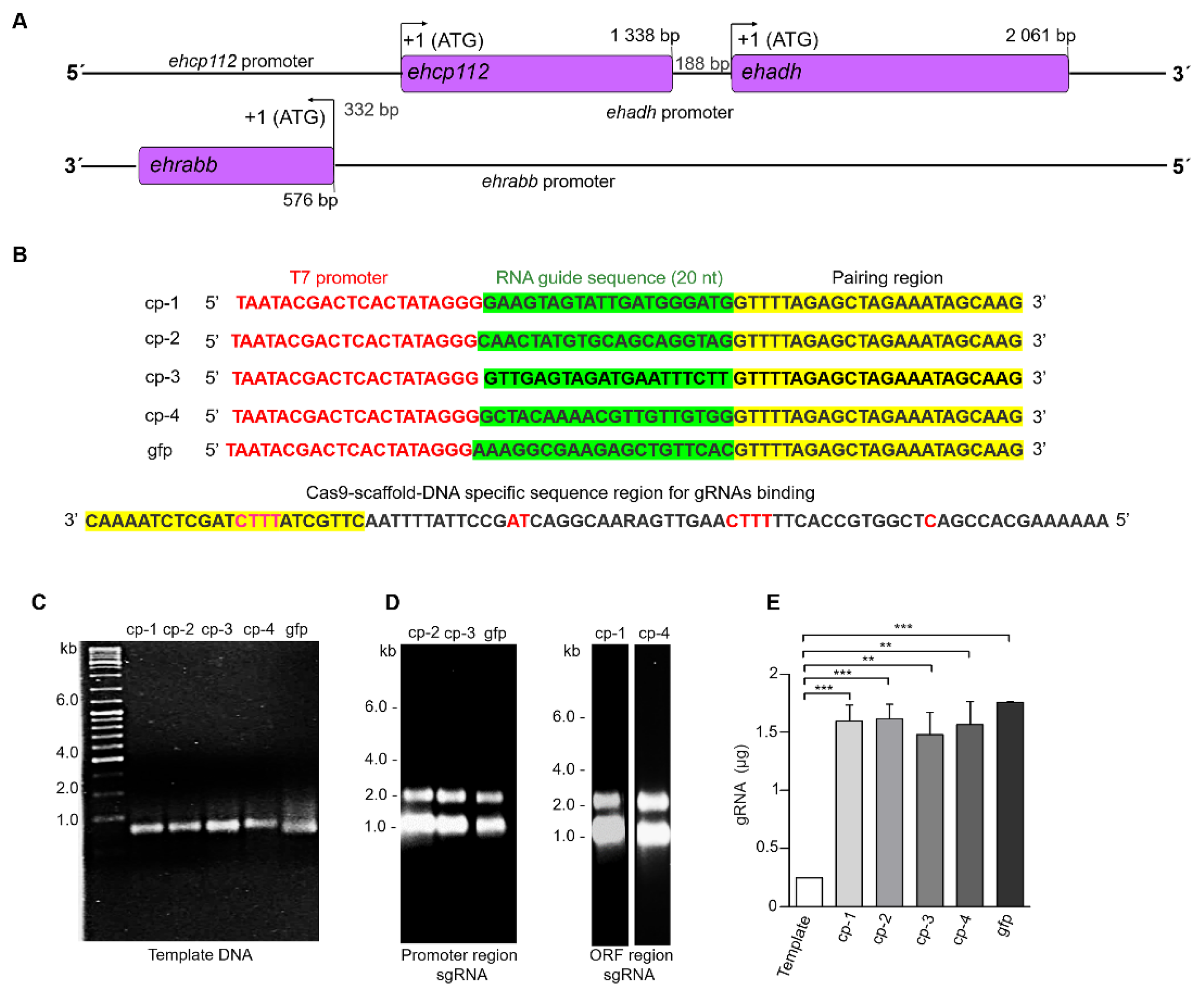 Microorganisms 13 02219 g001 Microorganisms 13 02219 g001