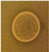 Microorganisms 13 02240 i017 Microorganisms 13 02240 i017
