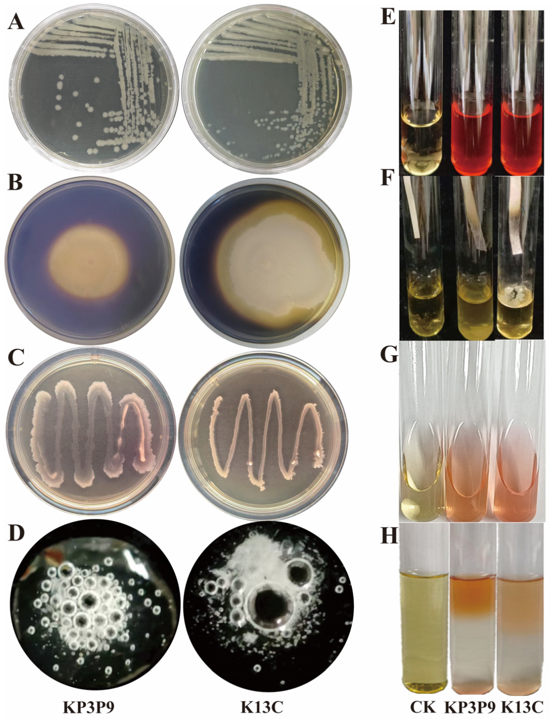 Microorganisms 13 02255 g001 Microorganisms 13 02255 g001