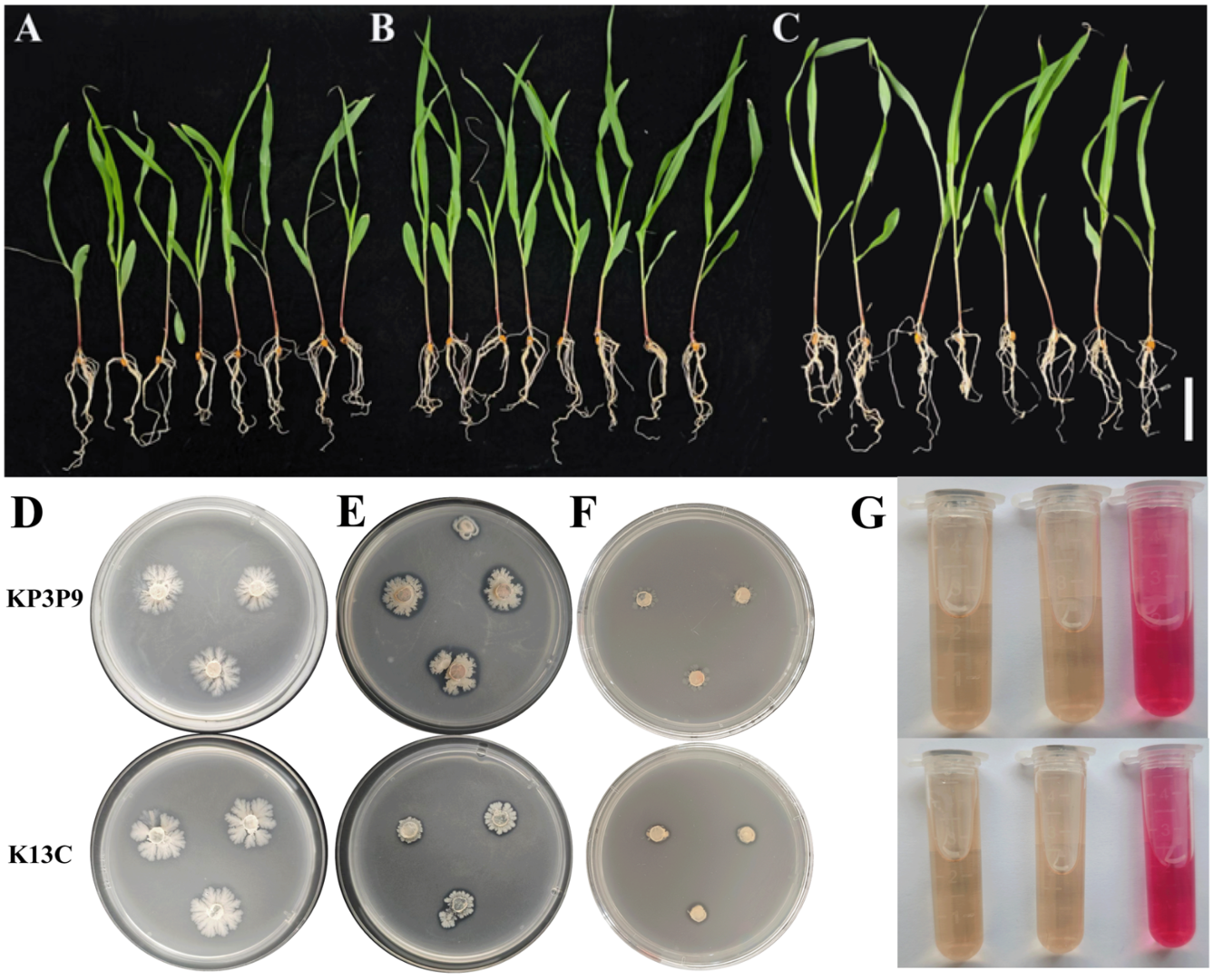 Microorganisms 13 02255 g003 Microorganisms 13 02255 g003