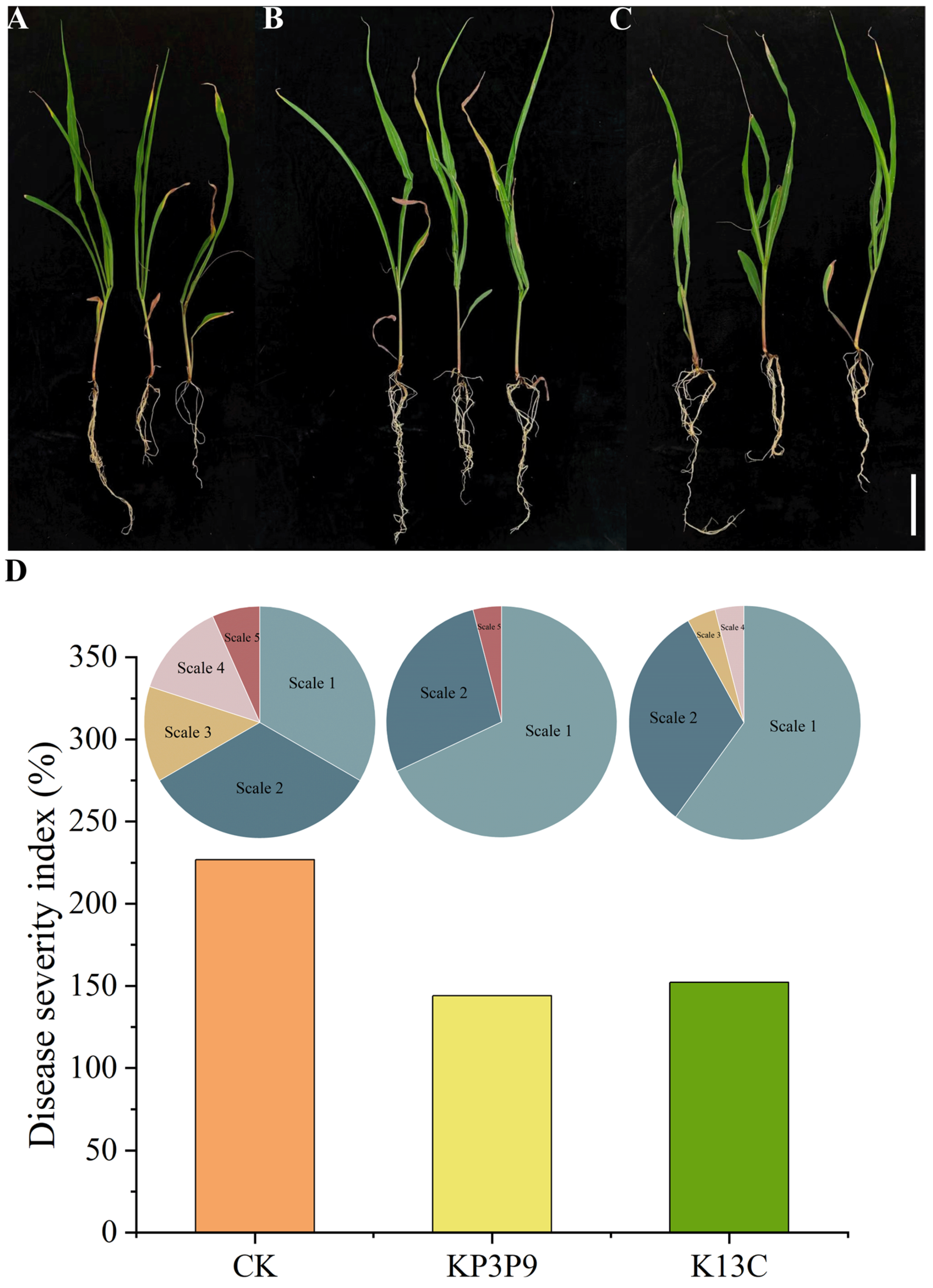 Microorganisms 13 02255 g004 Microorganisms 13 02255 g004