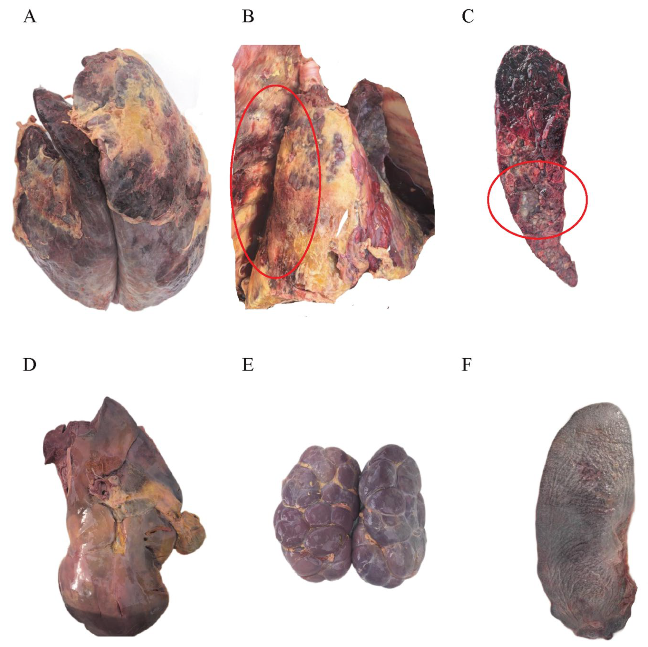 Microorganisms 13 02258 g002