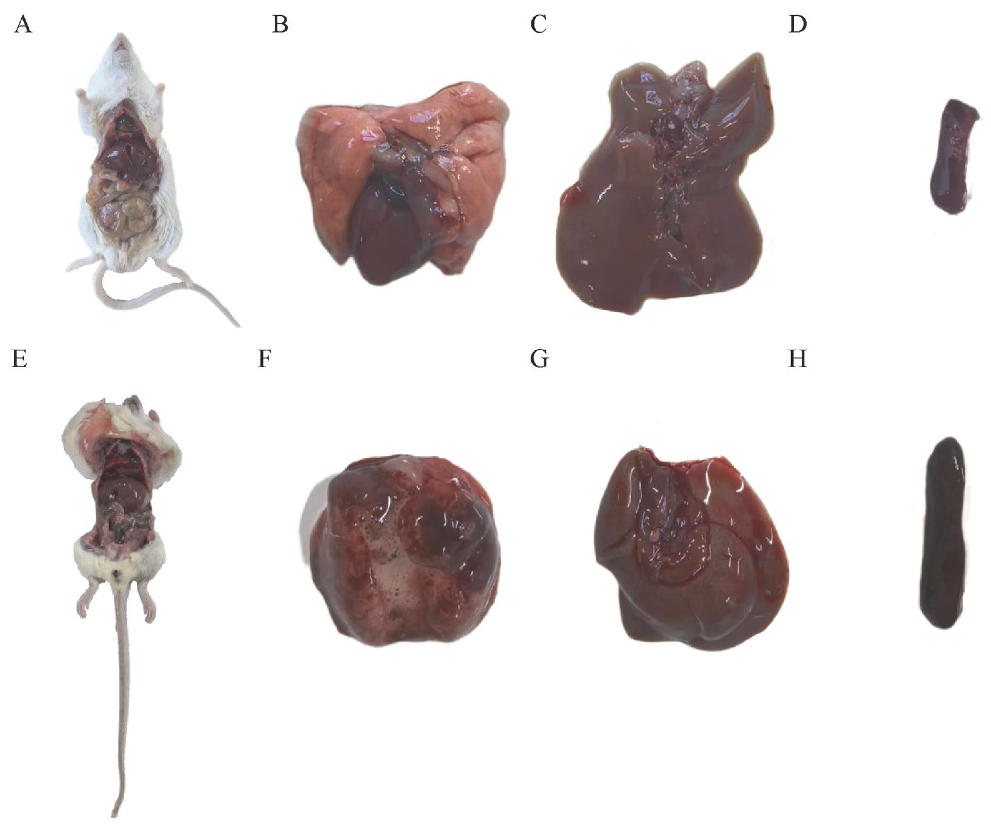 Microorganisms 13 02258 g003