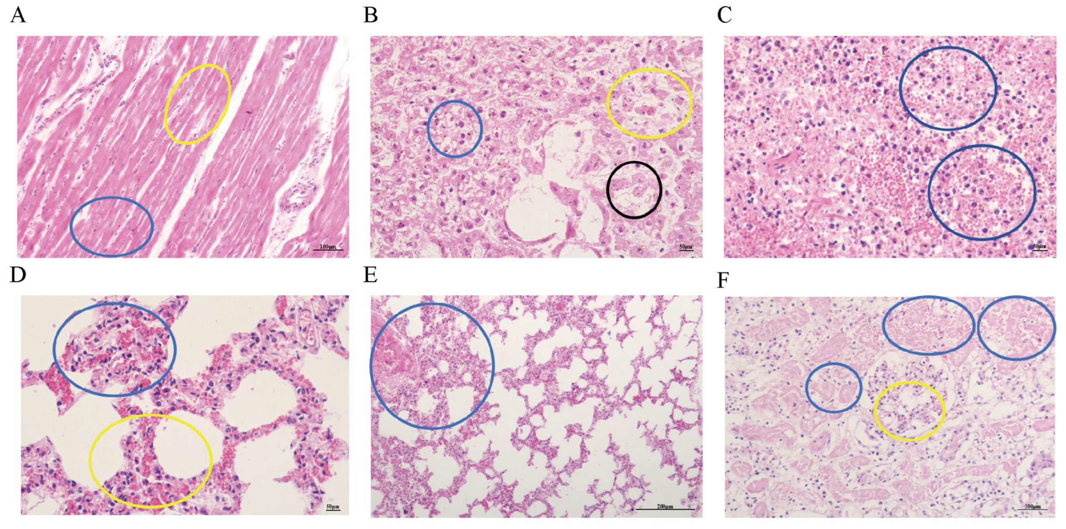 Microorganisms 13 02258 g004