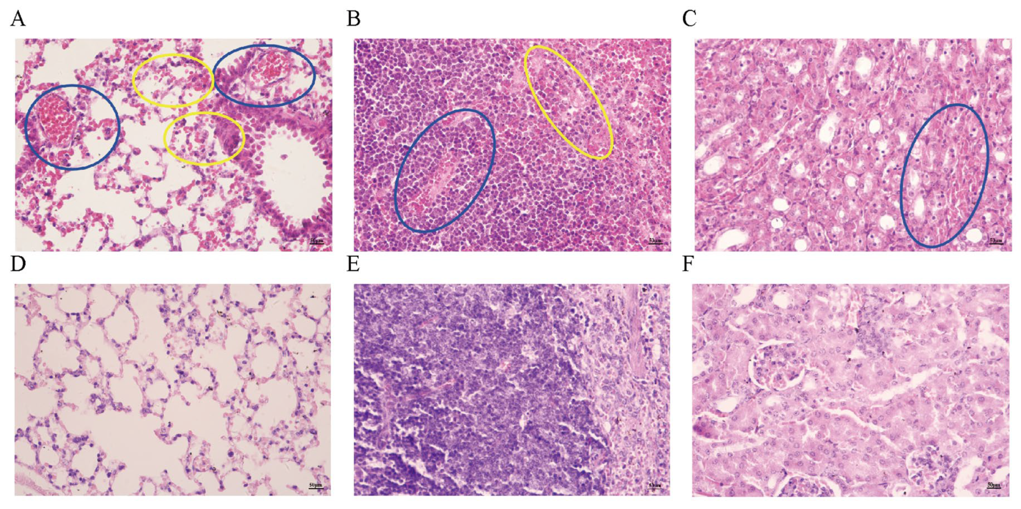 Microorganisms 13 02258 g005