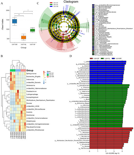 Niche and Geographic Drivers Shape the Diversity and