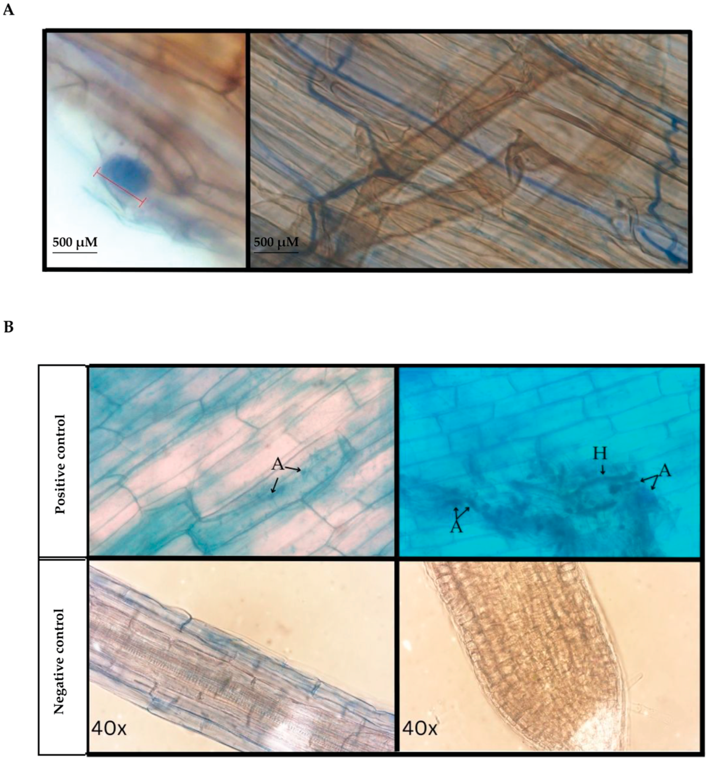 Microorganisms 13 02269 g002