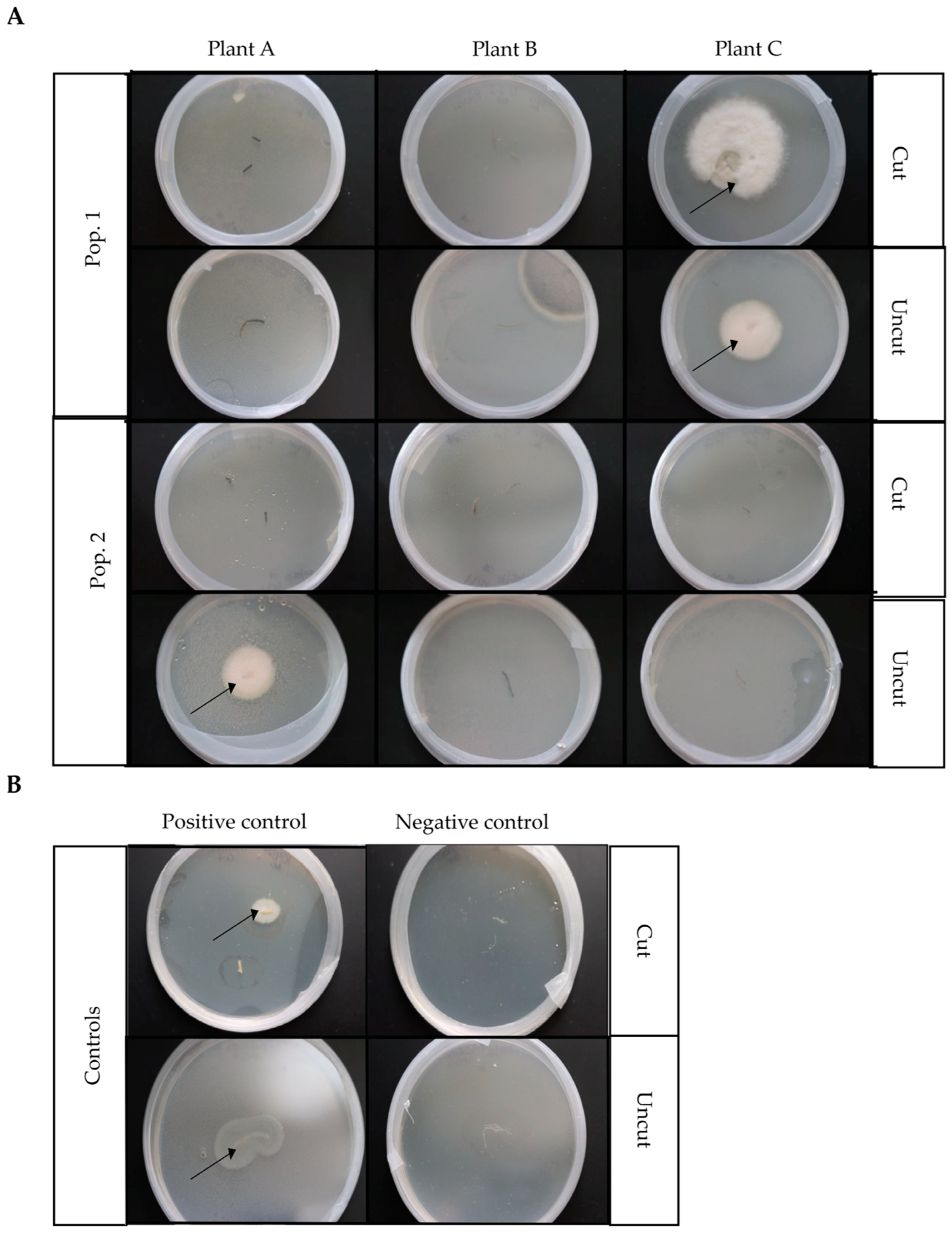 Microorganisms 13 02269 g003