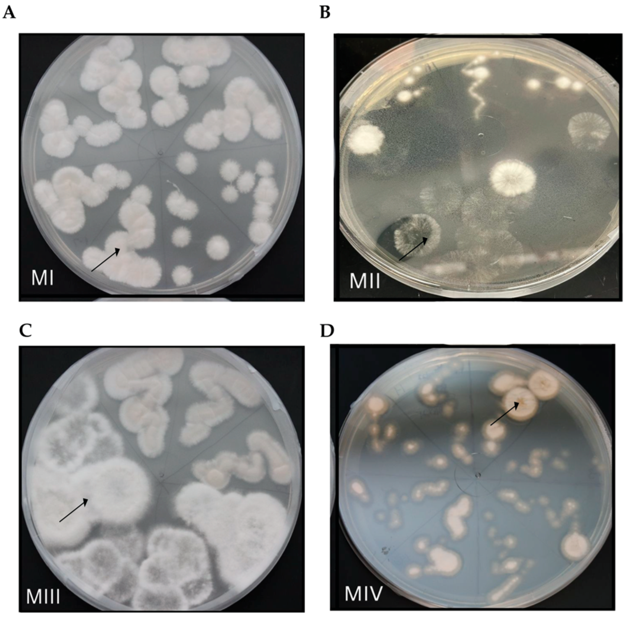 Microorganisms 13 02269 g004