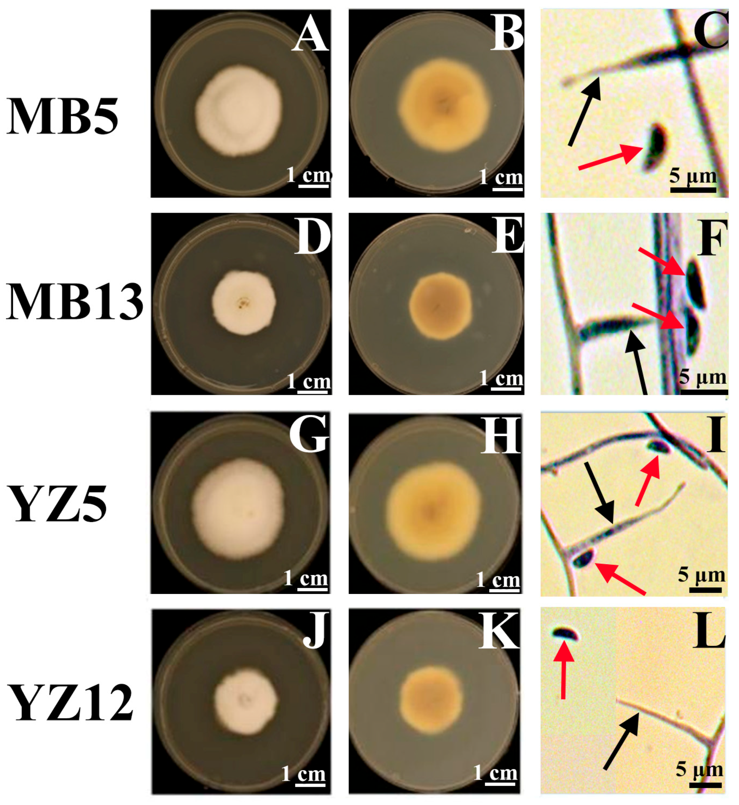 Microorganisms 13 02275 g001 Microorganisms 13 02275 g001