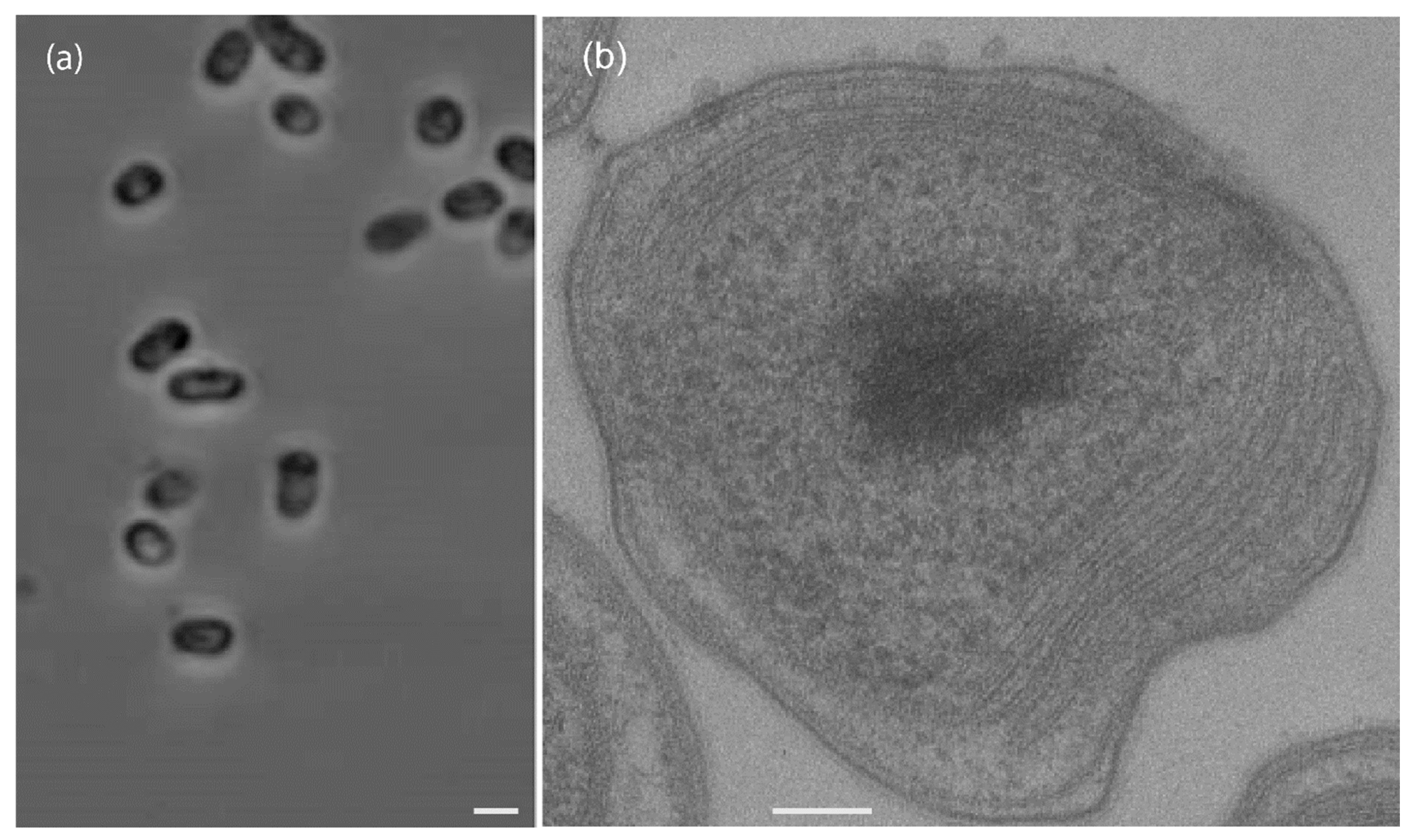 Microorganisms 13 02309 g003 Microorganisms 13 02309 g003