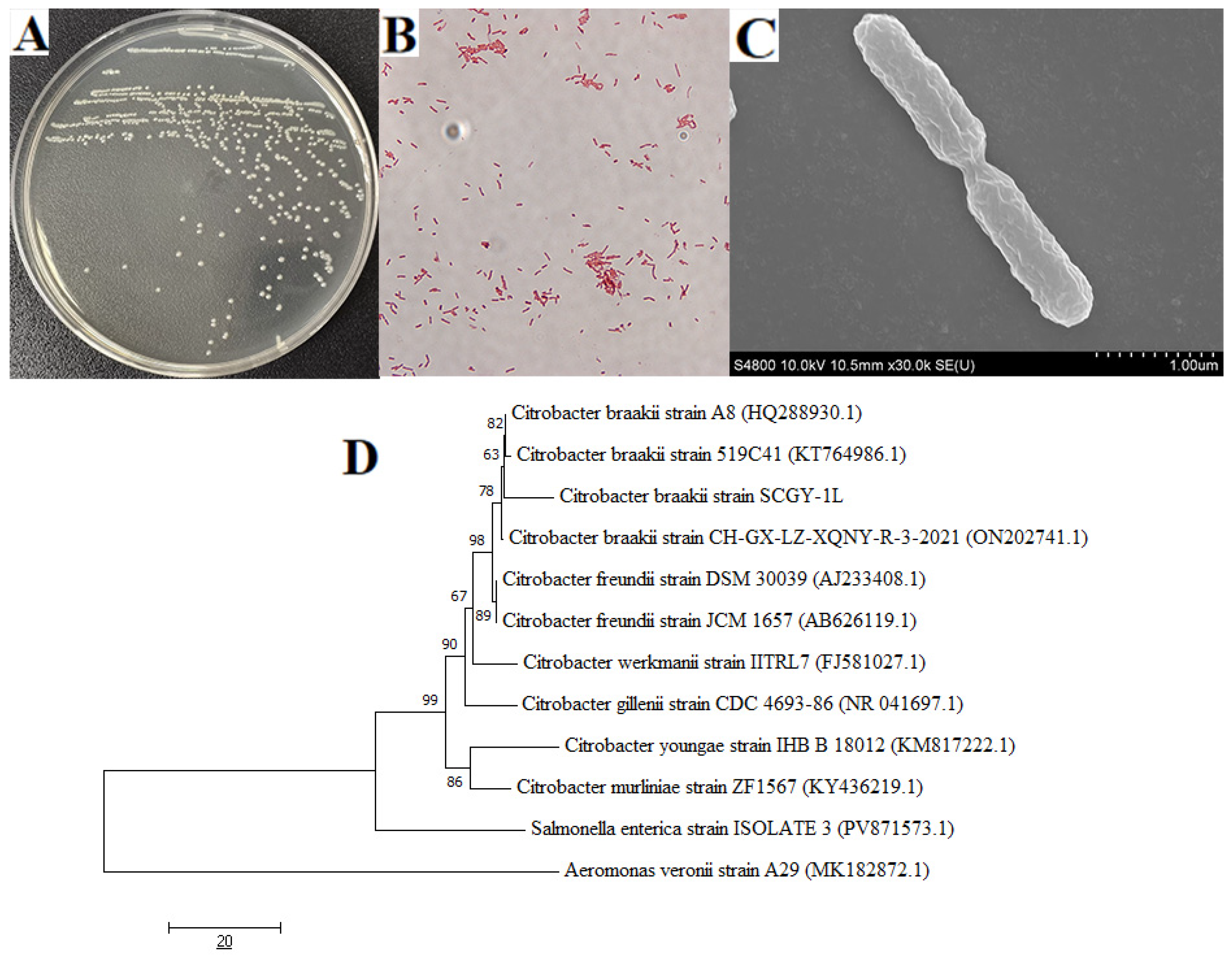 Microorganisms 13 02310 g001 Microorganisms 13 02310 g001