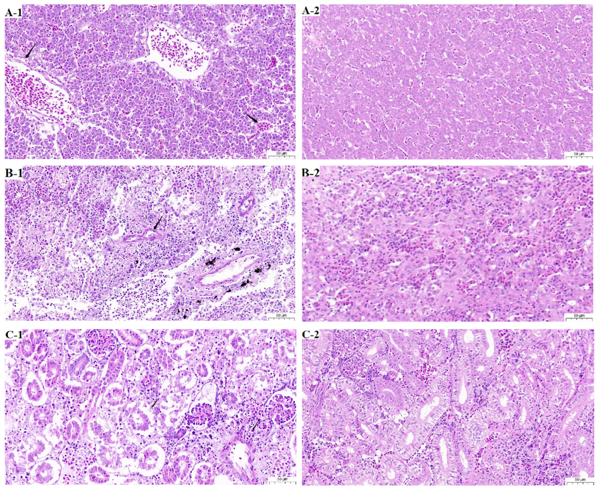 Microorganisms 13 02310 g003 Microorganisms 13 02310 g003