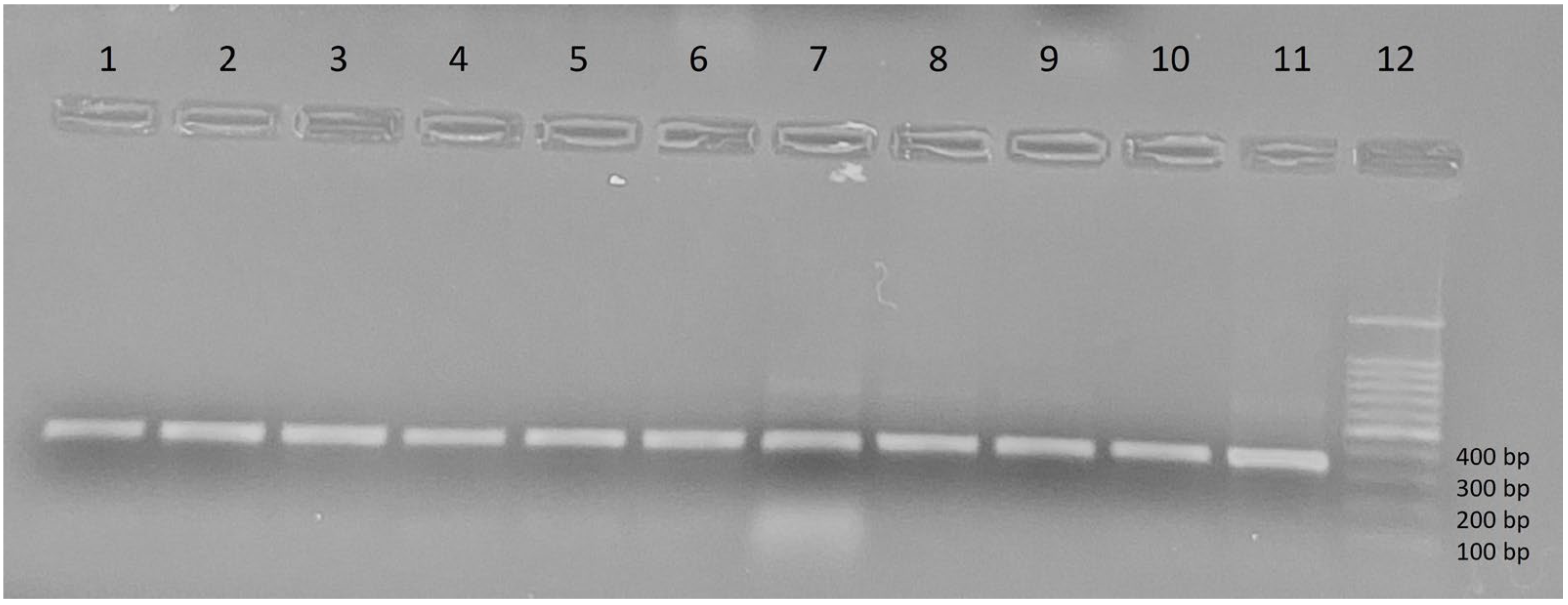 Microorganisms 13 02338 g004