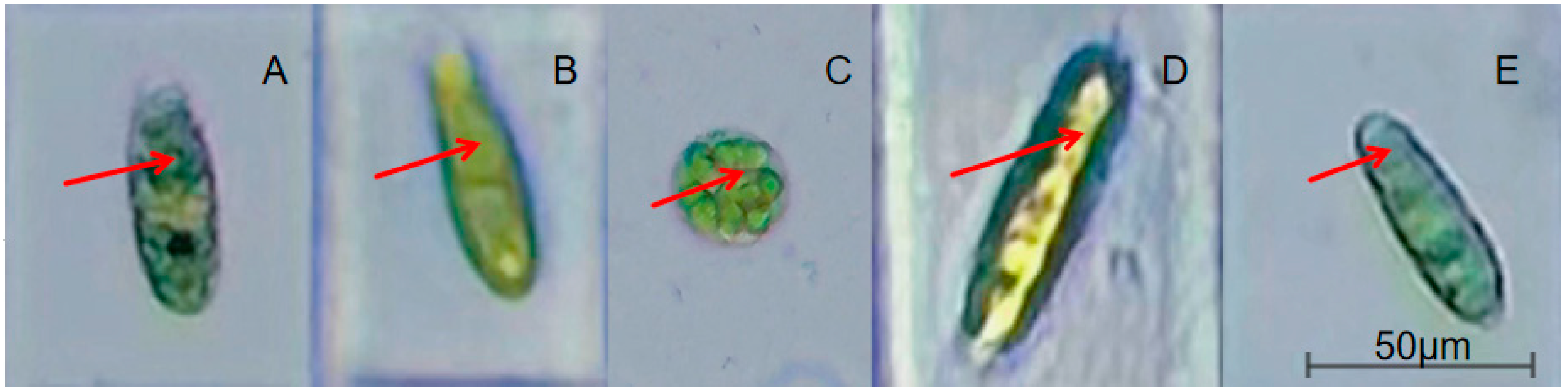 Microorganisms 13 02339 g002