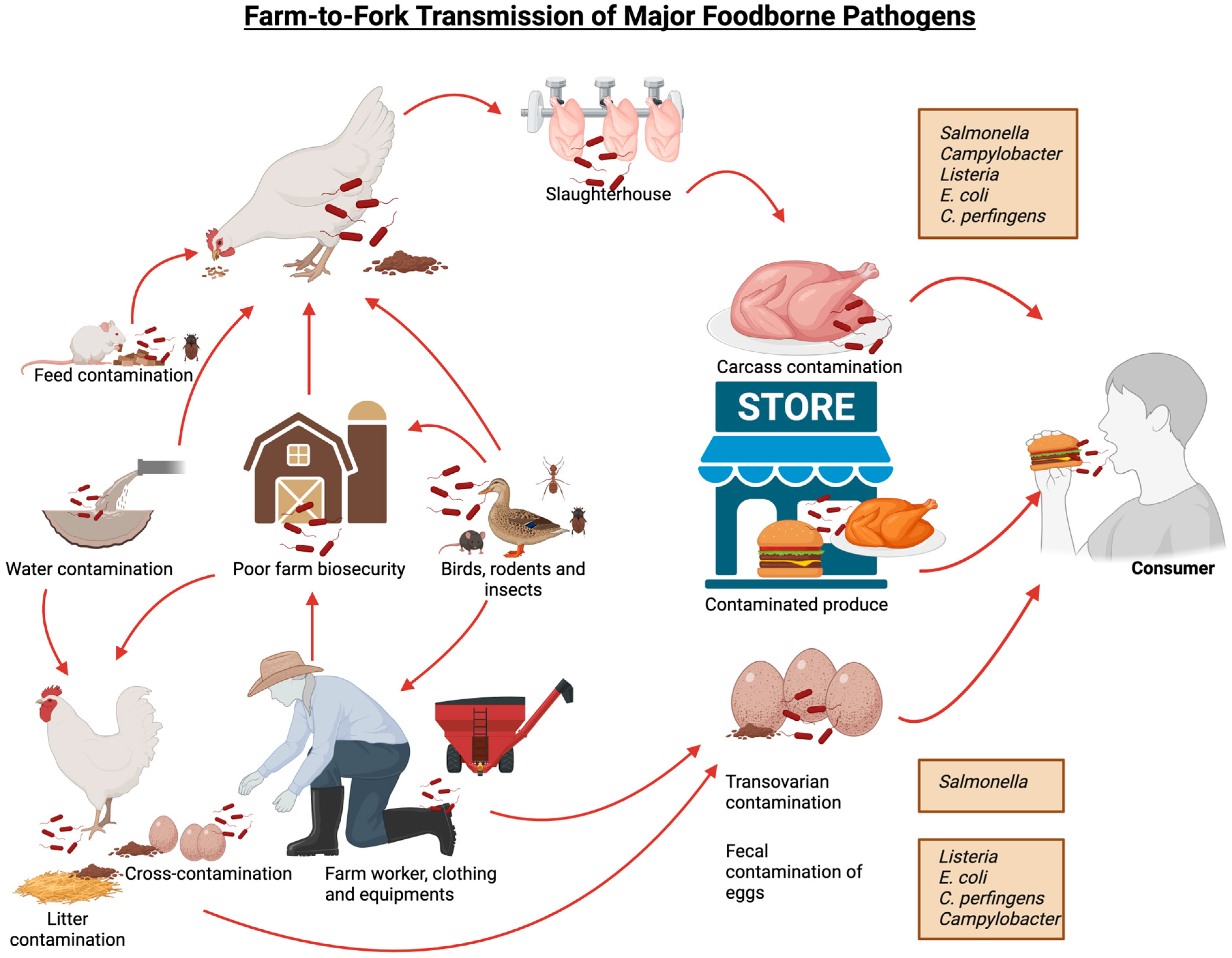 Microorganisms 13 02363 g001 Microorganisms 13 02363 g001
