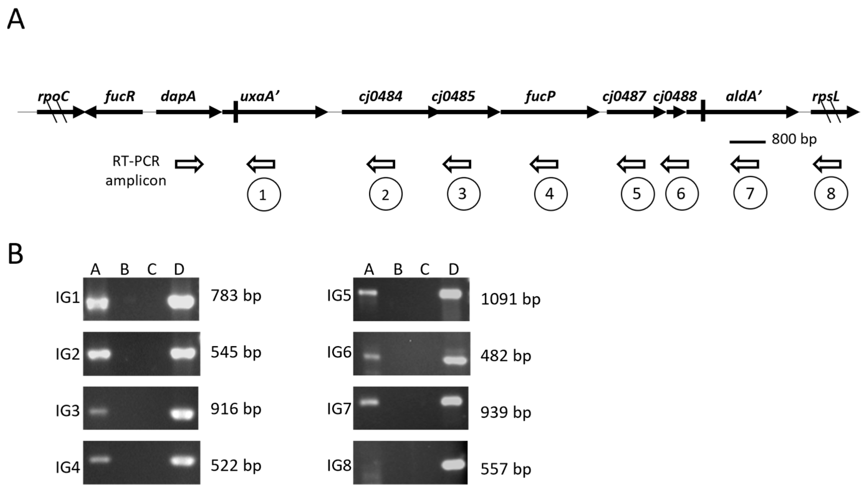 Microorganisms 13 02364 g001 Microorganisms 13 02364 g001