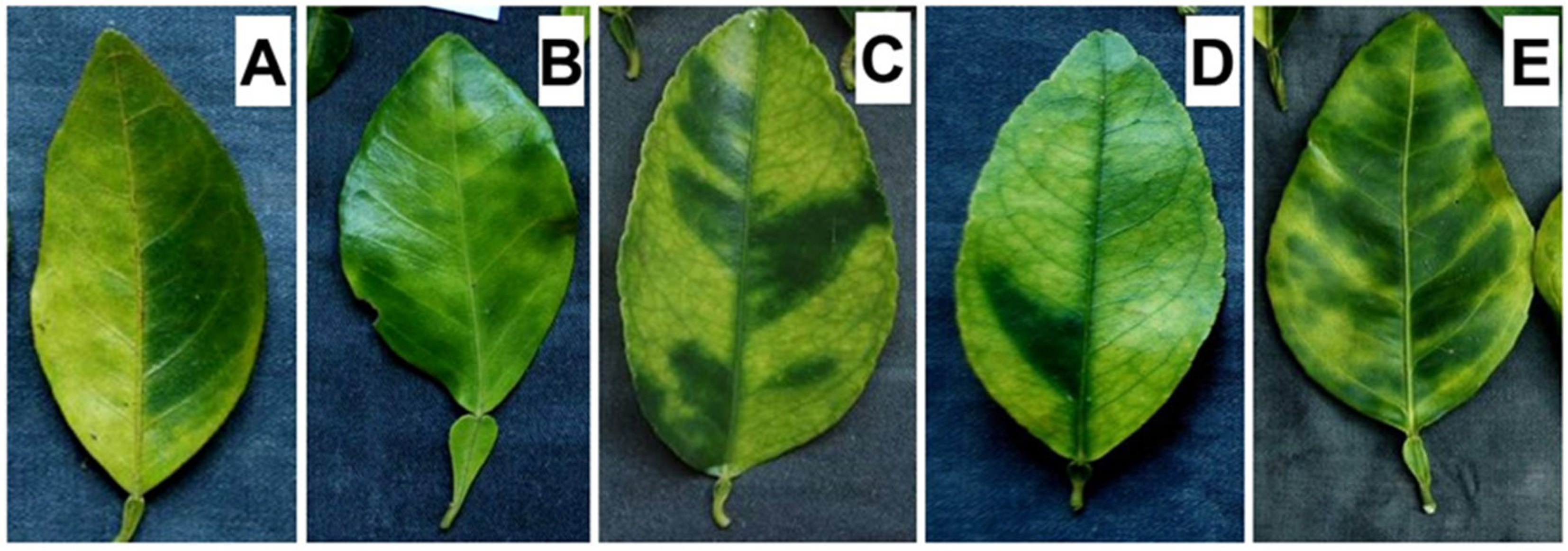 Microorganisms 13 02381 g002