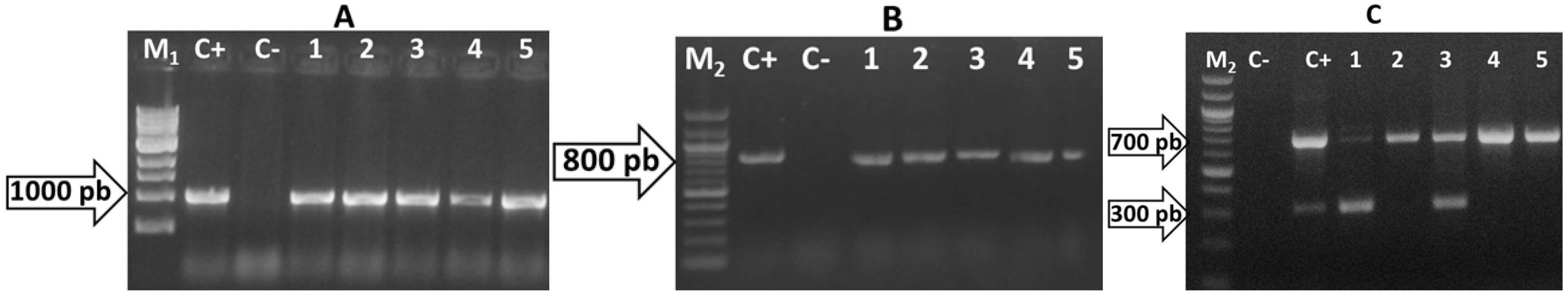 Microorganisms 13 02381 g003