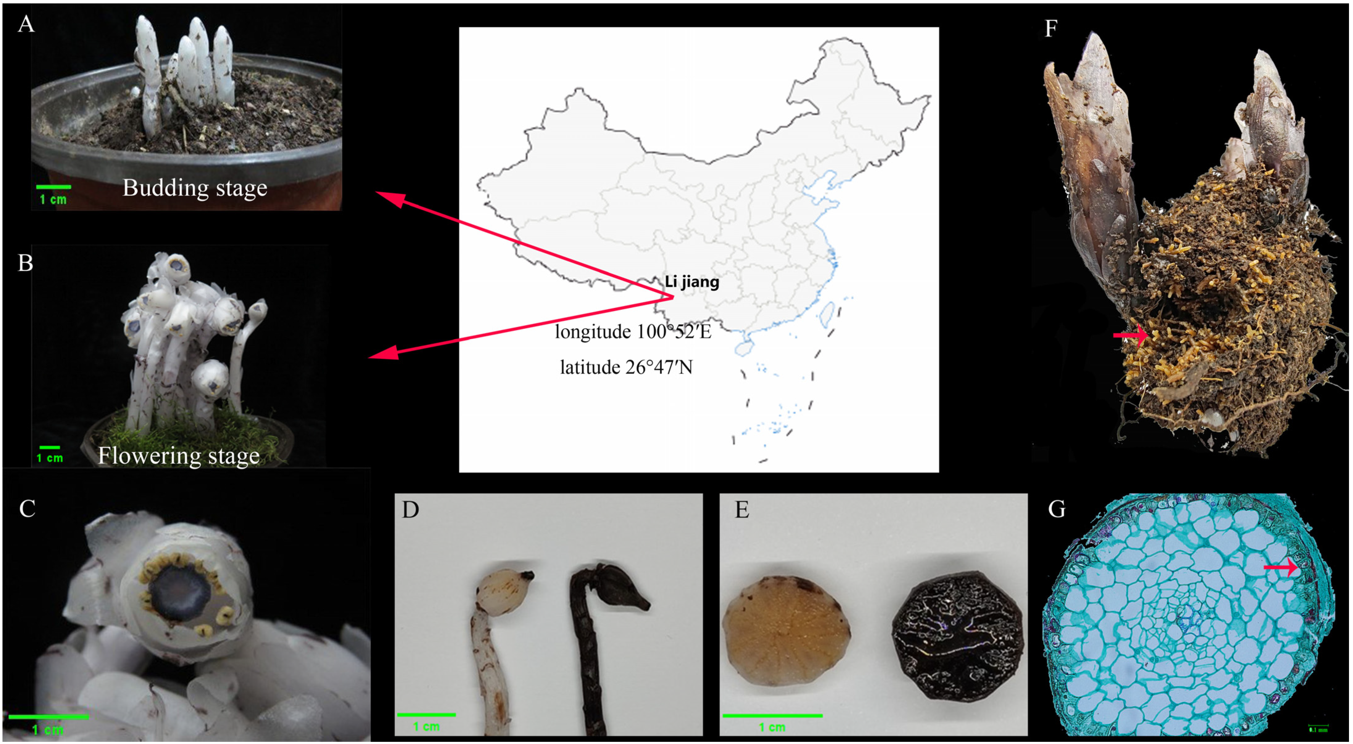 Microorganisms 13 02387 g001