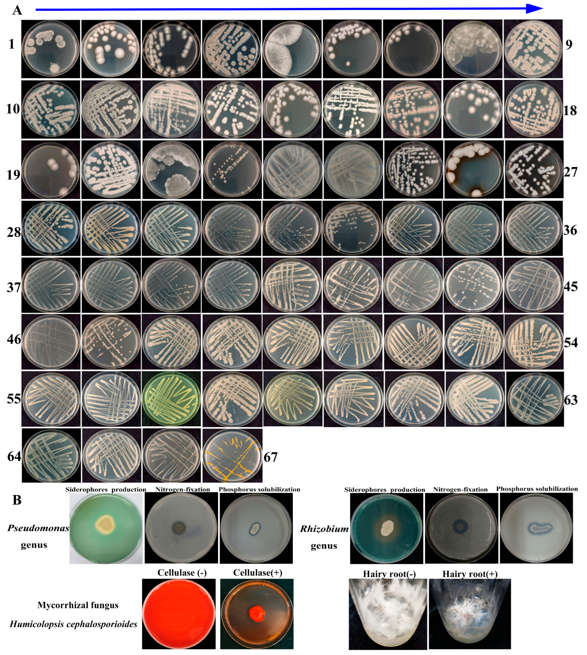 Microorganisms 13 02387 g009