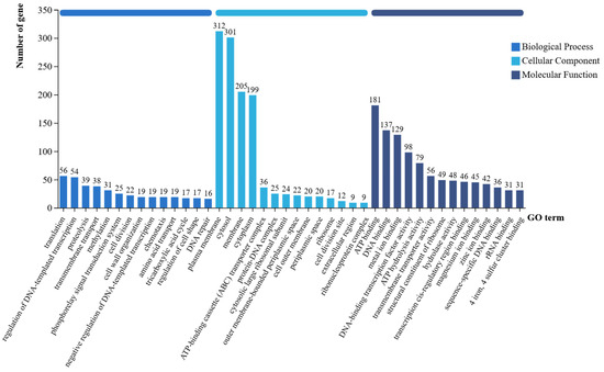 Biocontrol Potential, Plant Growth-Promotion, and Genomic Insights