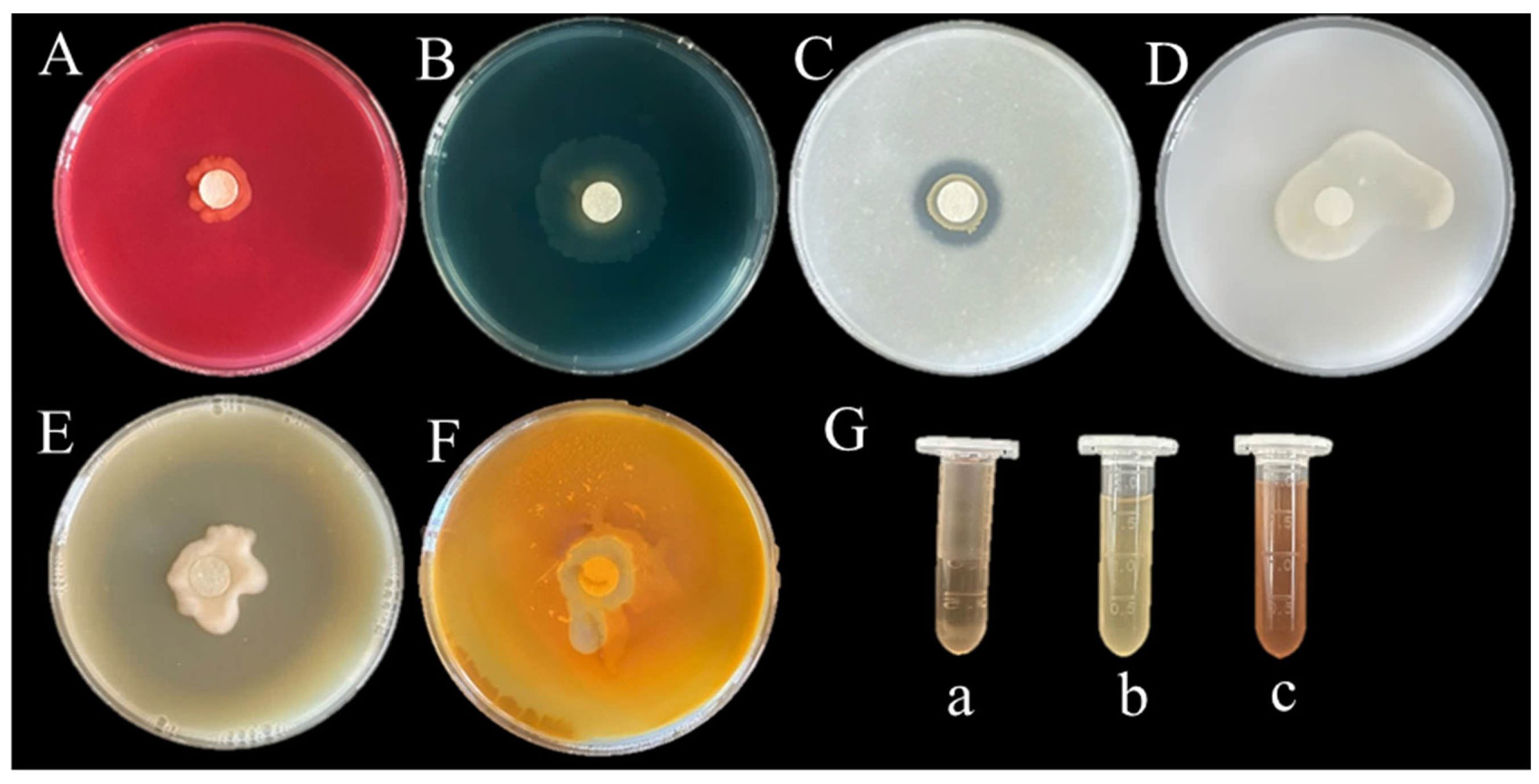 専用ページイメージ画像9/28 Self-Healing Hydrogels: From Synthesis to Multiple