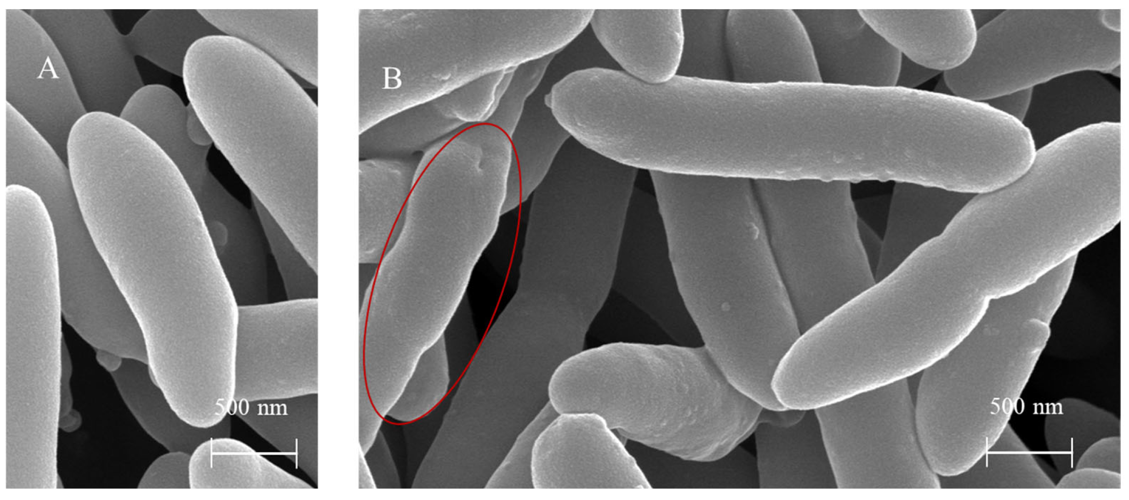 Microorganisms 13 02400 g014