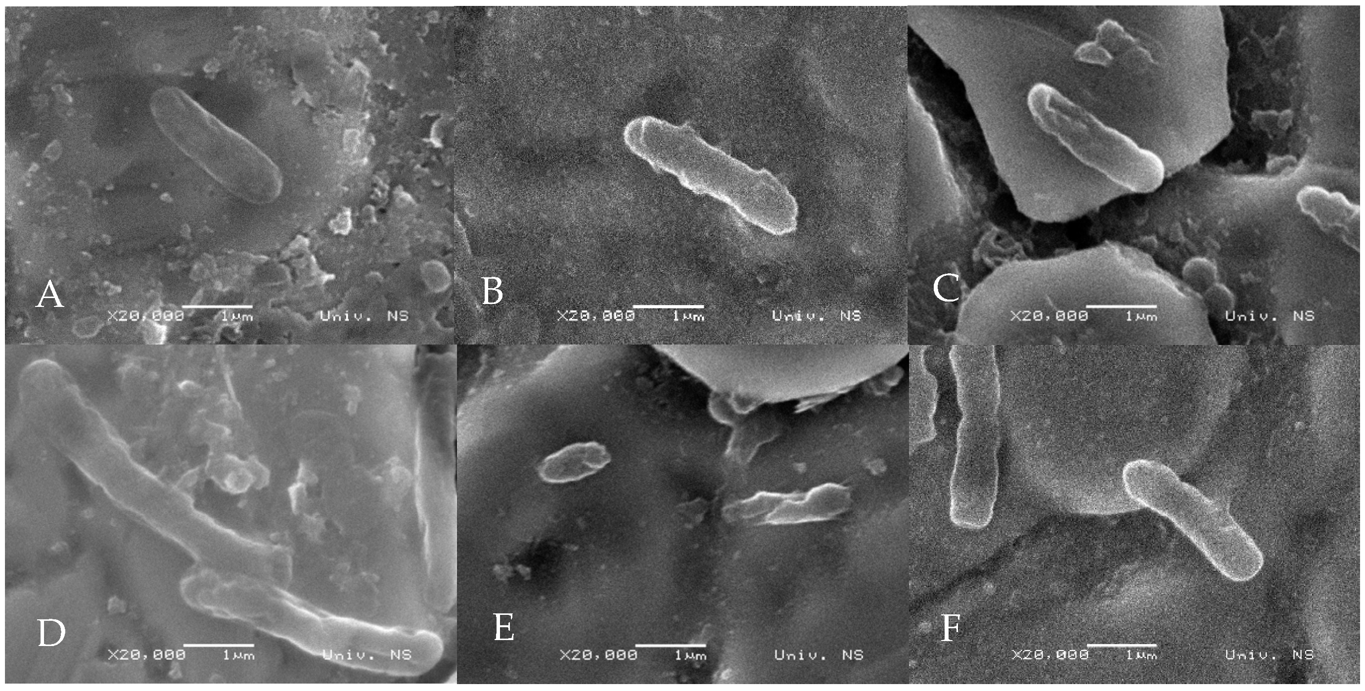 Microorganisms 13 02412 g001 Microorganisms 13 02412 g001