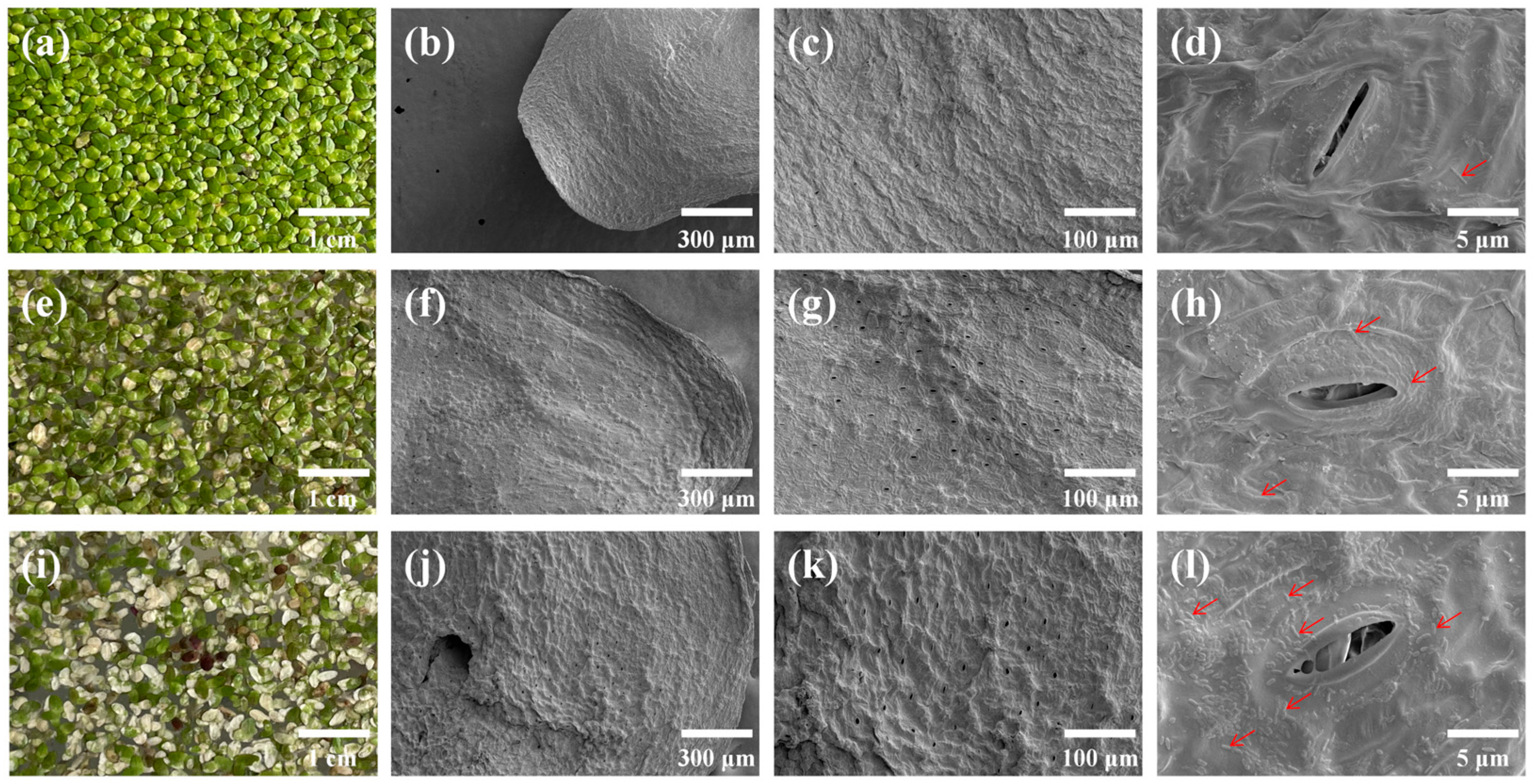 Microorganisms 13 02423 g001 Microorganisms 13 02423 g001