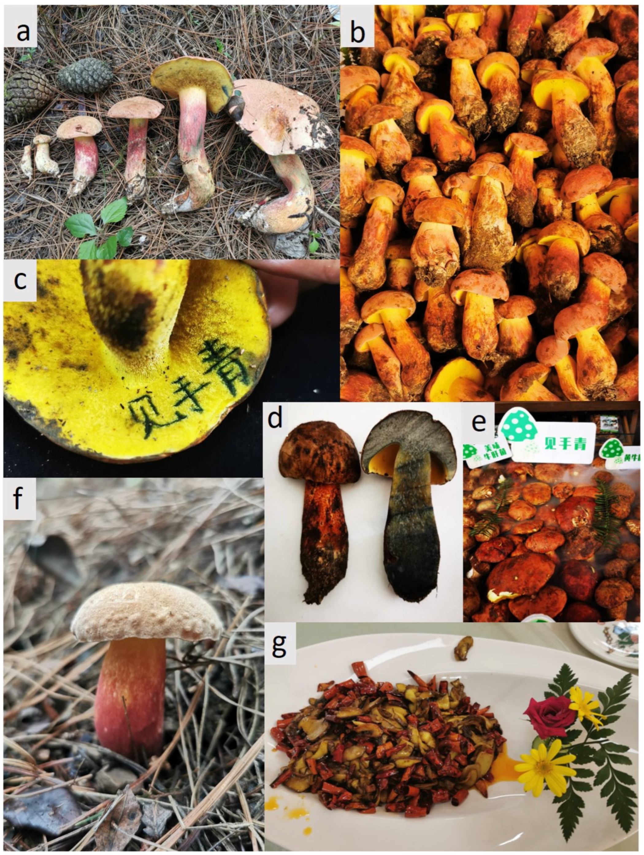 Geographic Provenances Outweigh Tissue Compartments in