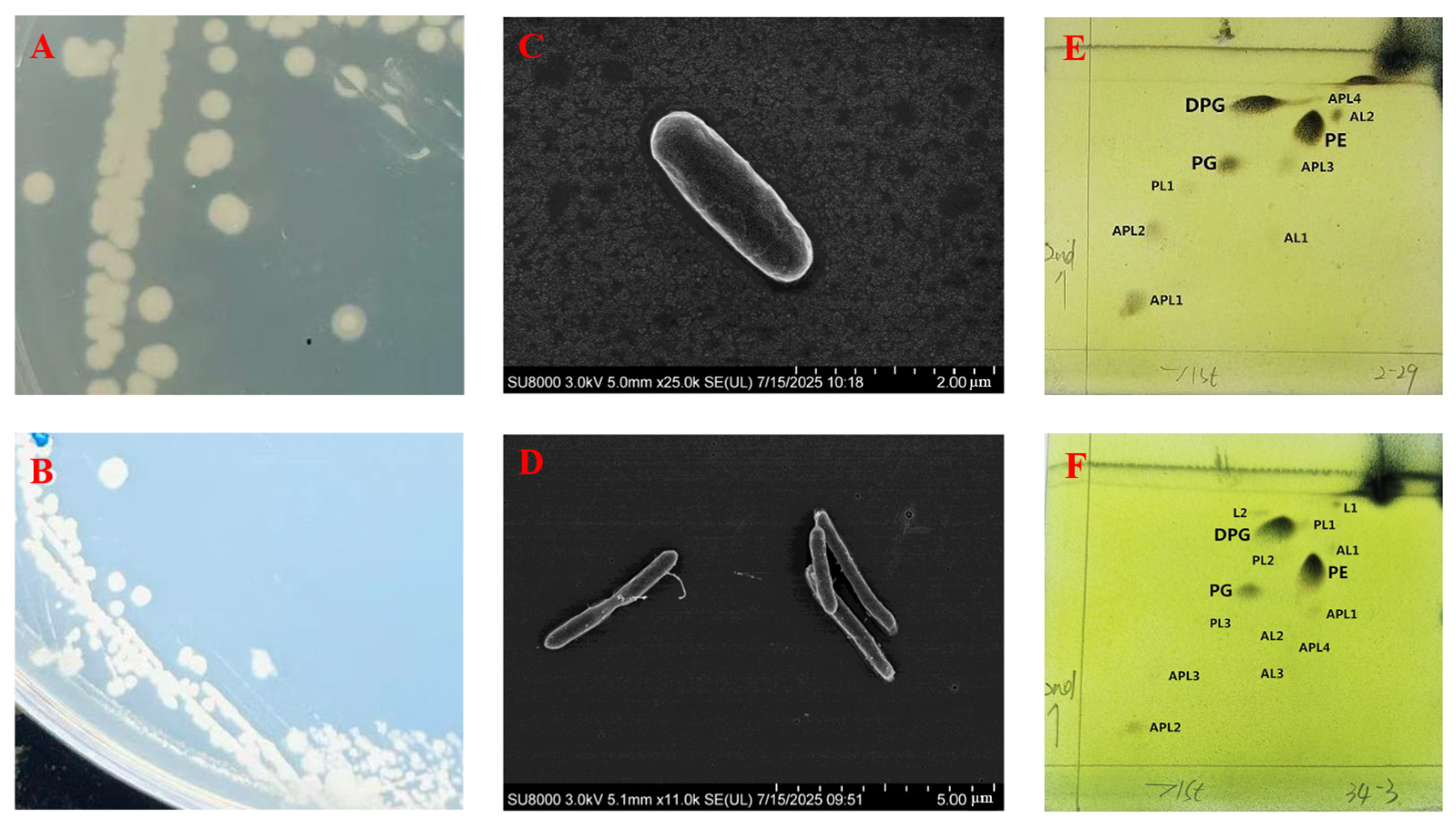 Microorganisms 13 02437 g001 Microorganisms 13 02437 g001