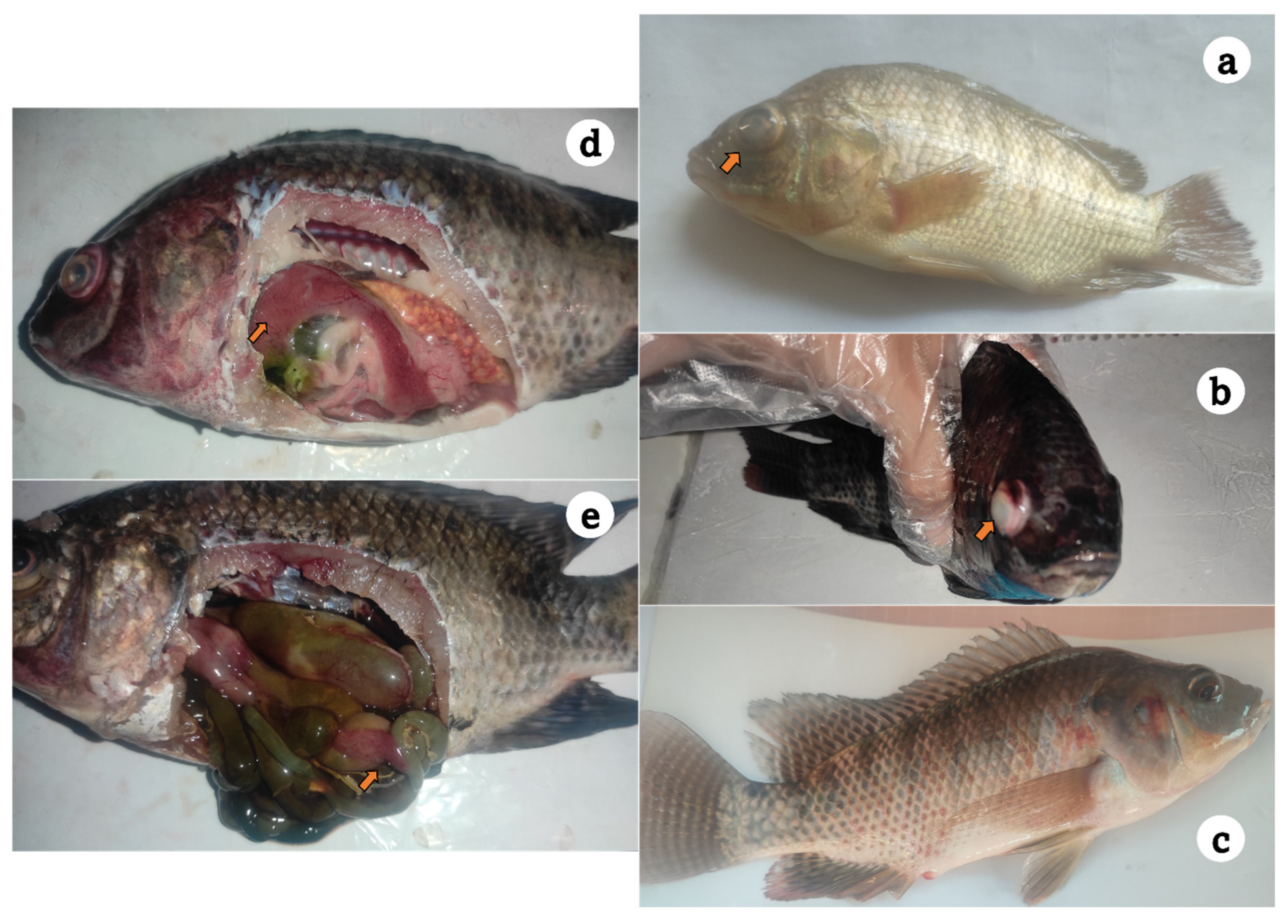 Microorganisms 13 02448 g001 Microorganisms 13 02448 g001
